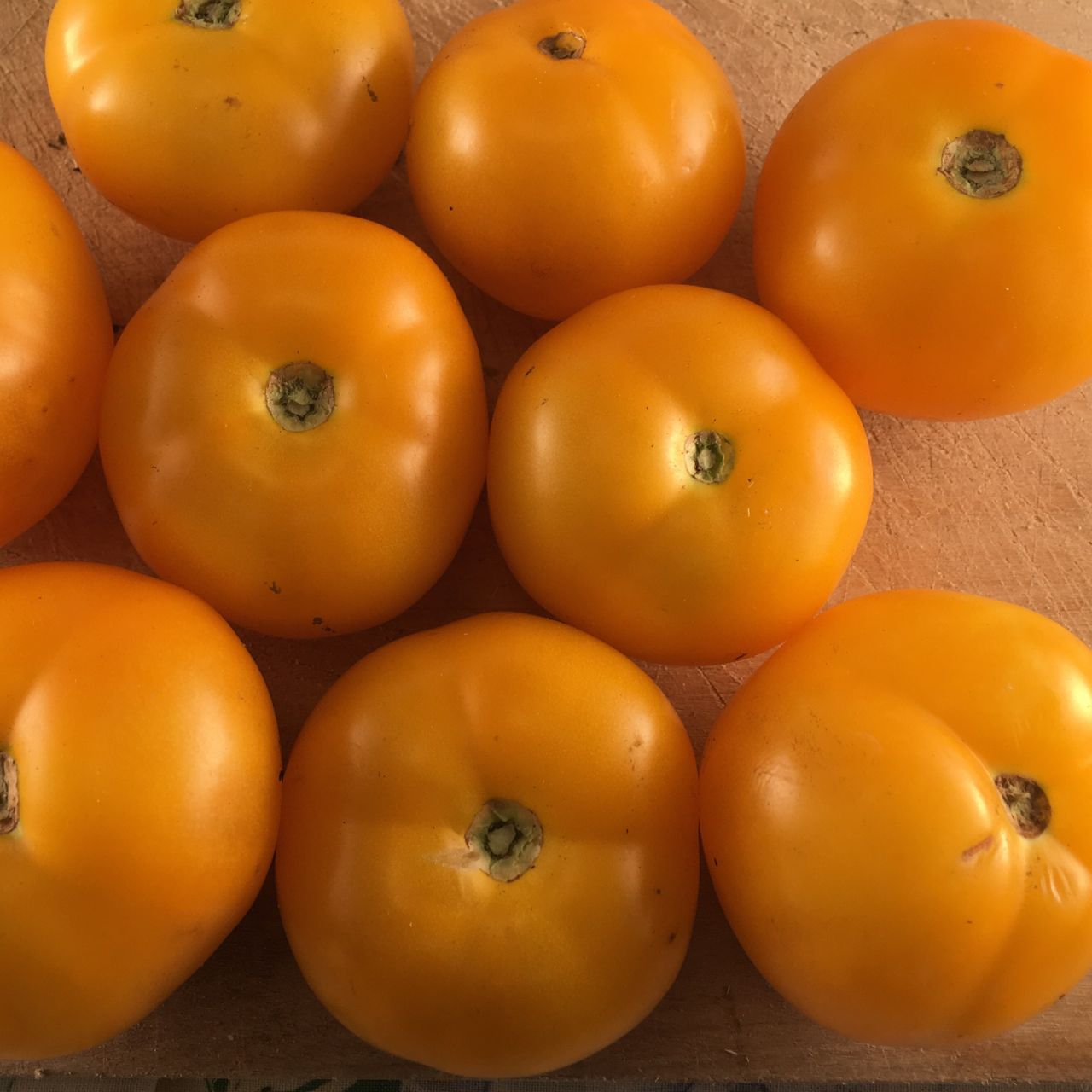 Plusieurs tomates mûres Tomate Jaune Golden Bison de Tourne-Sol, aux tiges vertes et à la peau jaune lisse et brillante, sont disposées en rangs serrés sur une surface en bois, mettant en valeur leur beauté naturelle et leurs imperfections subtiles.