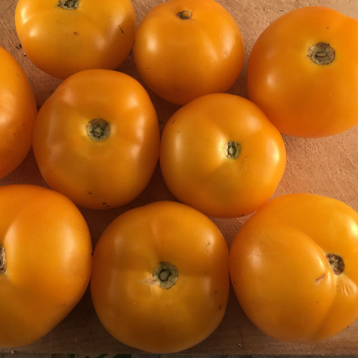 Golden Bison Yellow Tomato - organic seeds