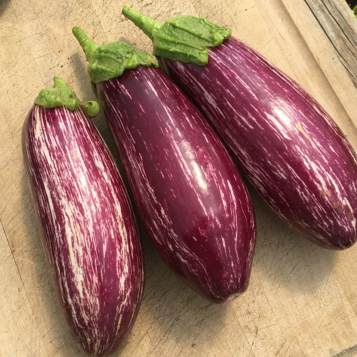 Listada di Gandia Eggplant - organic seeds