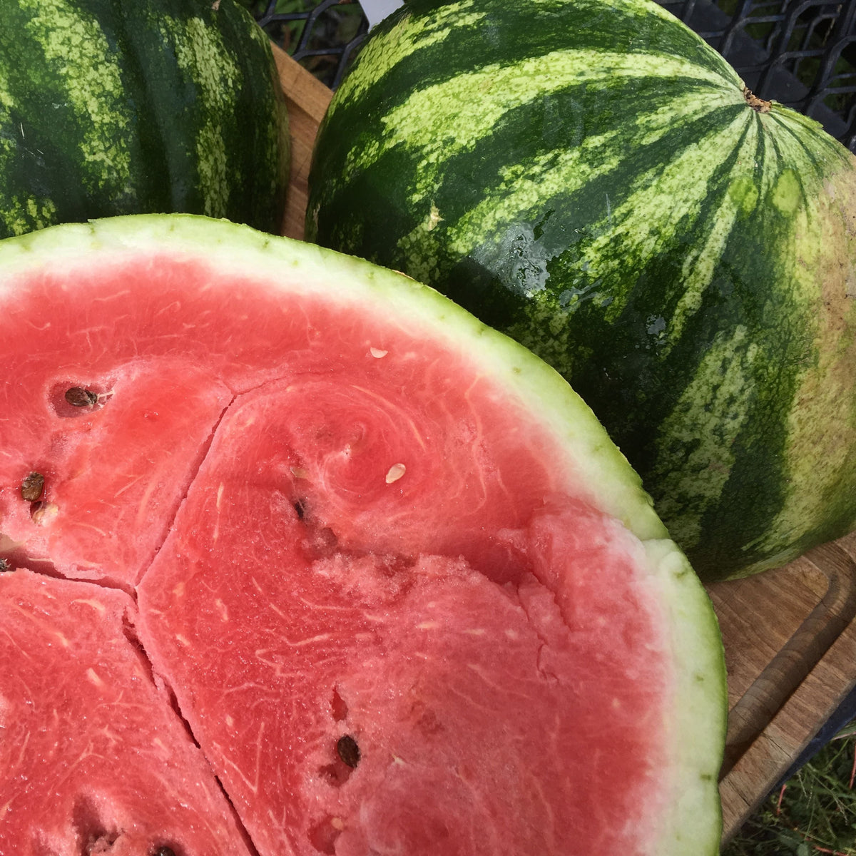 Sweet Dakota Rose Watermelon - organic seeds
