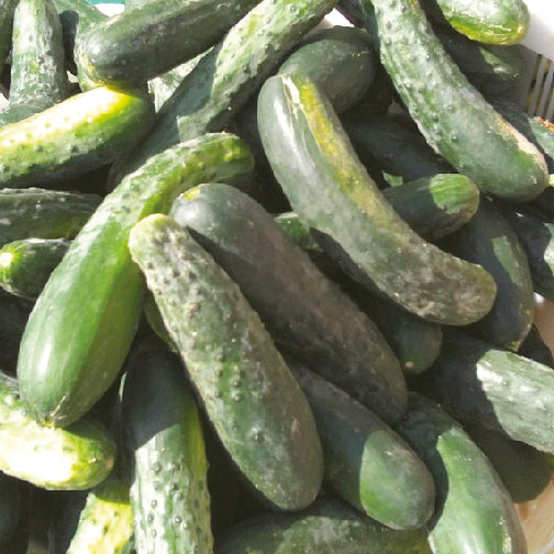 Une pile de Concombre Marketmore 76 - semences bio de Tourne-Sol, présentant des concombres à la peau bosselée vert foncé et plus lisse, empilés les uns à côté des autres sous un éclairage intense.