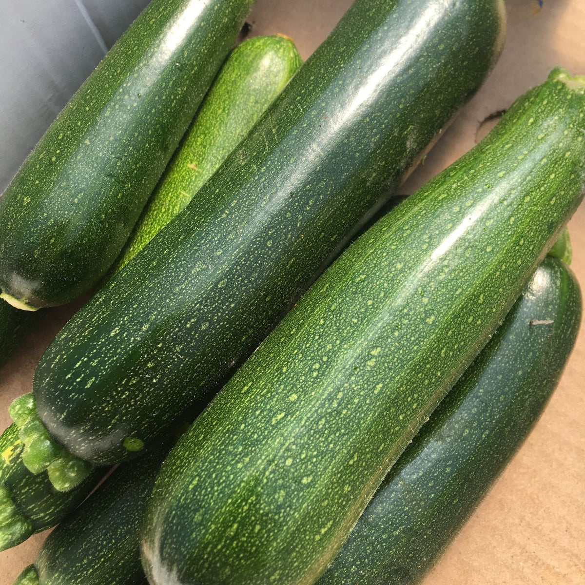 Courgette Dark green - semences bio