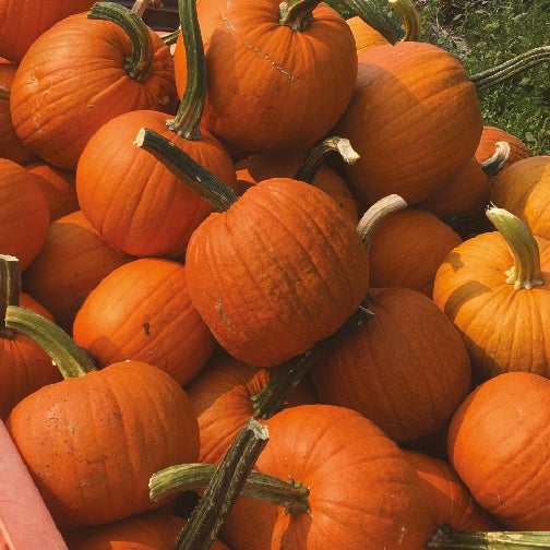 Une pile de citrouilles Citrouille à Tarte de Nouvelle-Angleterre orange vif avec des tiges vertes, cultivées à partir de graines biologiques de Tourne-Sol, empilées à l'extérieur, probablement dans une ferme ou un champ de citrouilles.