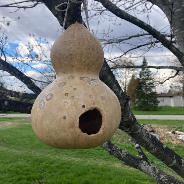 Gourde Birdhouse - semences bio