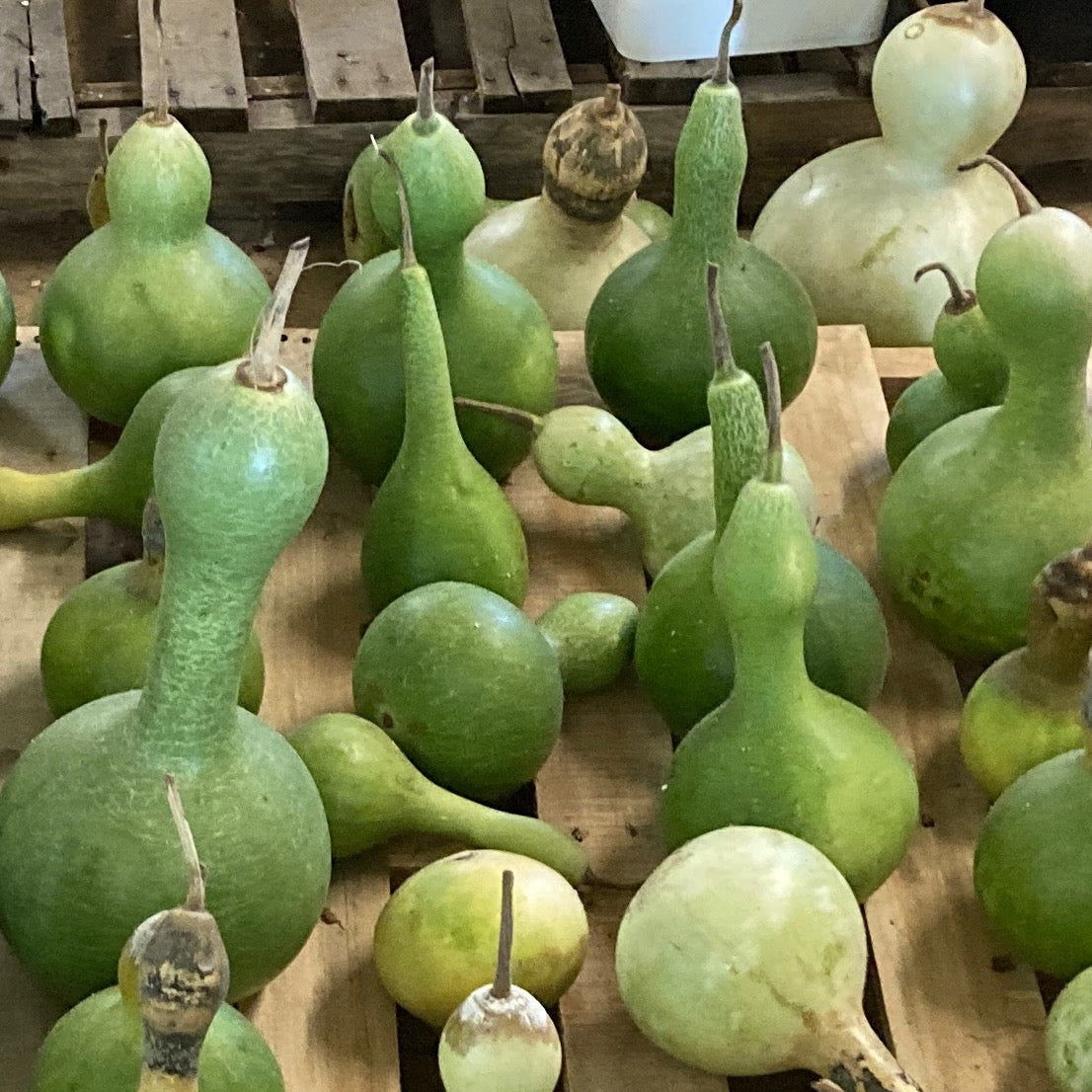 Birdhouse Gourd - organic seeds 