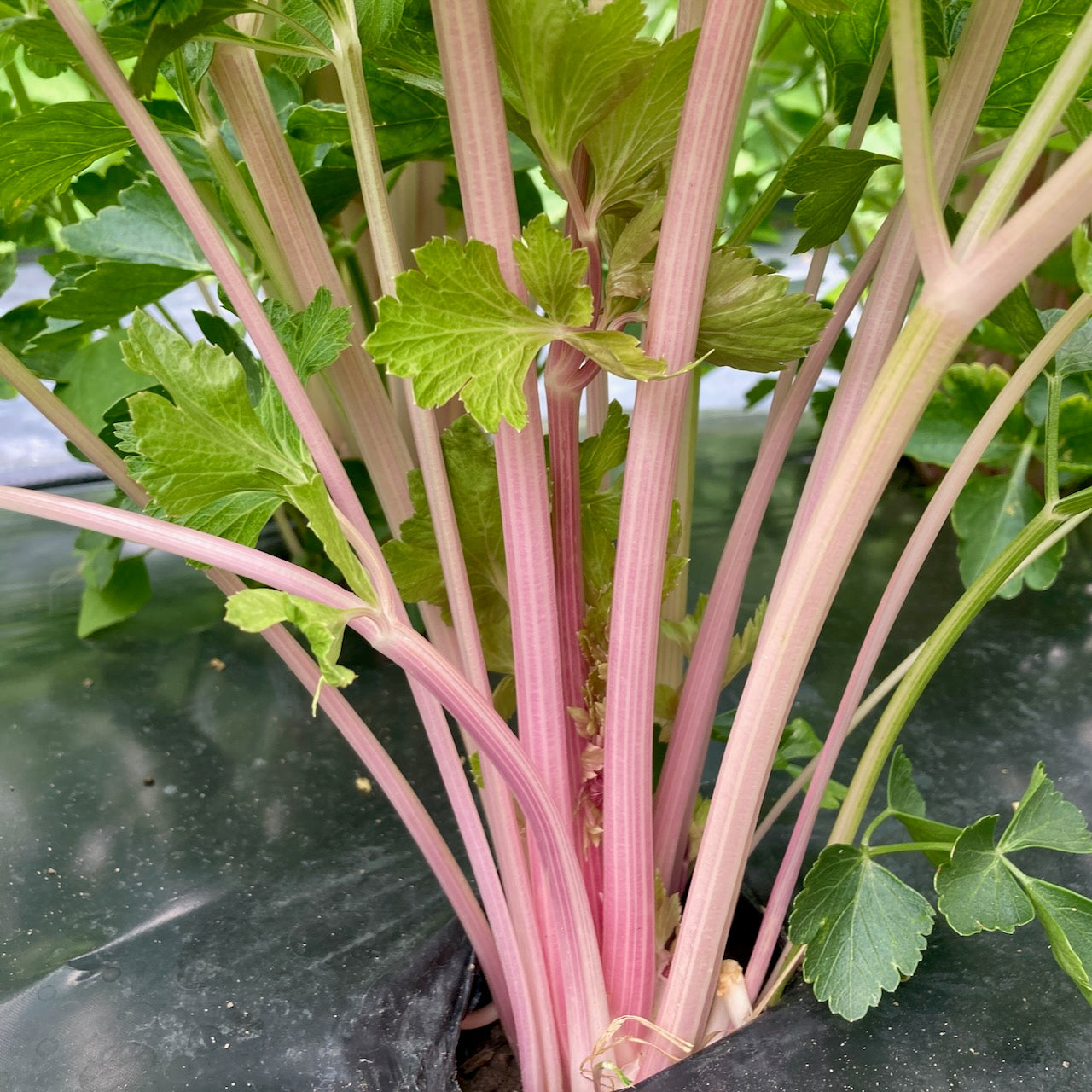 Gros plan de Céleri Chinese Pink - semences bio de Tourne-Sol, montrant des tiges rose pâle semblables à des céleris et des feuilles dentelées d'un vert éclatant émergeant d'un sol recouvert d'un paillis de plastique noir.