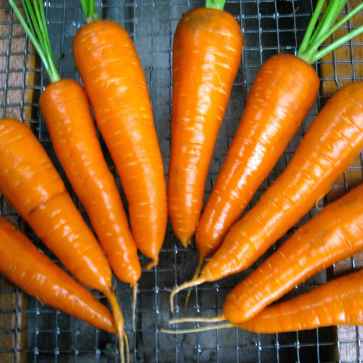 Une rangée de carottes fraîches Danvers 126 - semences bio de Tourne-Sol aux fanes vertes est soigneusement disposée sur une grille métallique, luisante d&#39;humidité. Connues pour leur résistance aux maladies, ces carottes varient légèrement en taille mais conservent une forme uniforme.