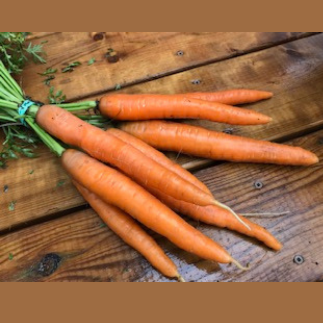 Un bouquet de carottes dolciva fraîches de Tourne-Sol, aux tiges vertes, repose sur une surface en bois rustique. Les carottes longues et fines sont de couleur vive et de texture, suggérant qu&#39;elles sont fraîchement récoltées et délicieusement sucrées.