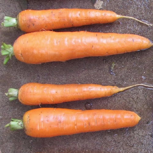 Kuroda Chantenay Carrot - organic seeds