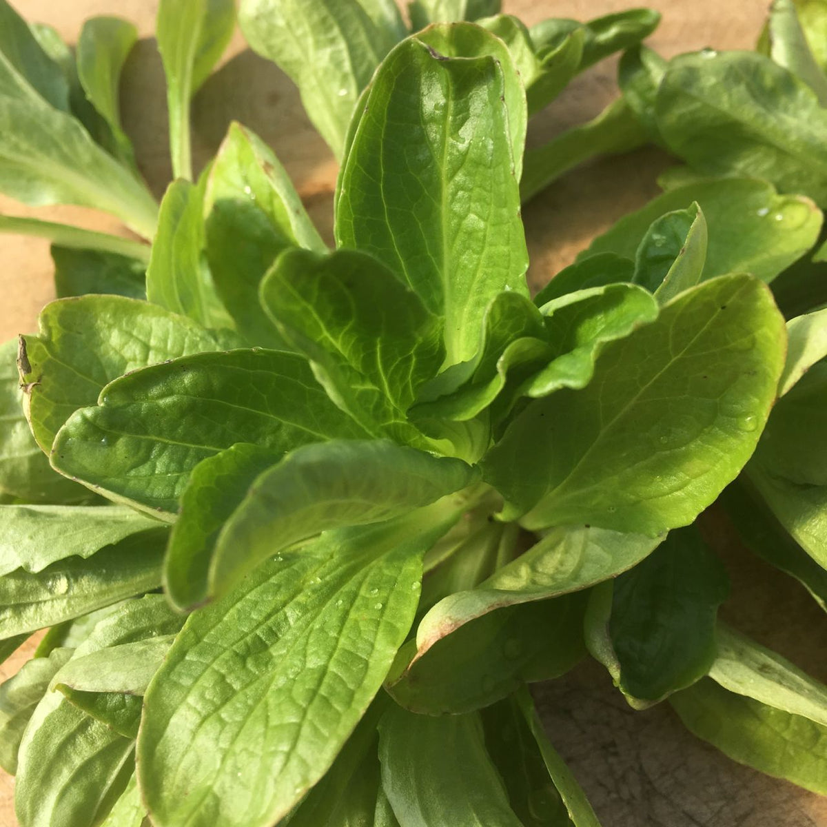 Gros plan sur des feuilles de Mâche Vit (semences bio) de Tourne-Sol, d&#39;un vert éclatant, présentant des nervures saines et une texture naturelle sur une surface brun clair.