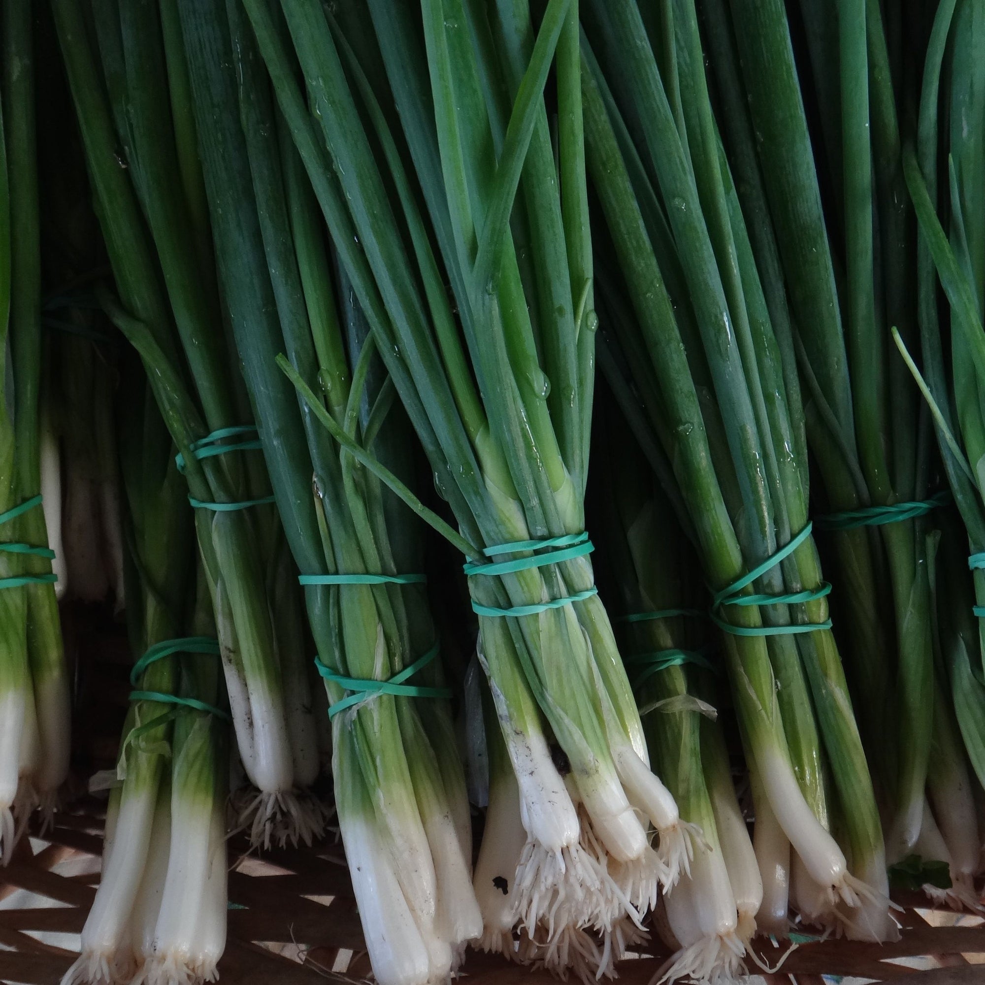 Un gros plan de plusieurs bottes d'"Oignons à Botteler Evergreen - semences bio" de Tourne-Sol, attachées avec des élastiques verts, met en valeur les tiges vertes vibrantes et les bulbes blancs. L'arrangement rappelle un jardin de permaculture florissant.