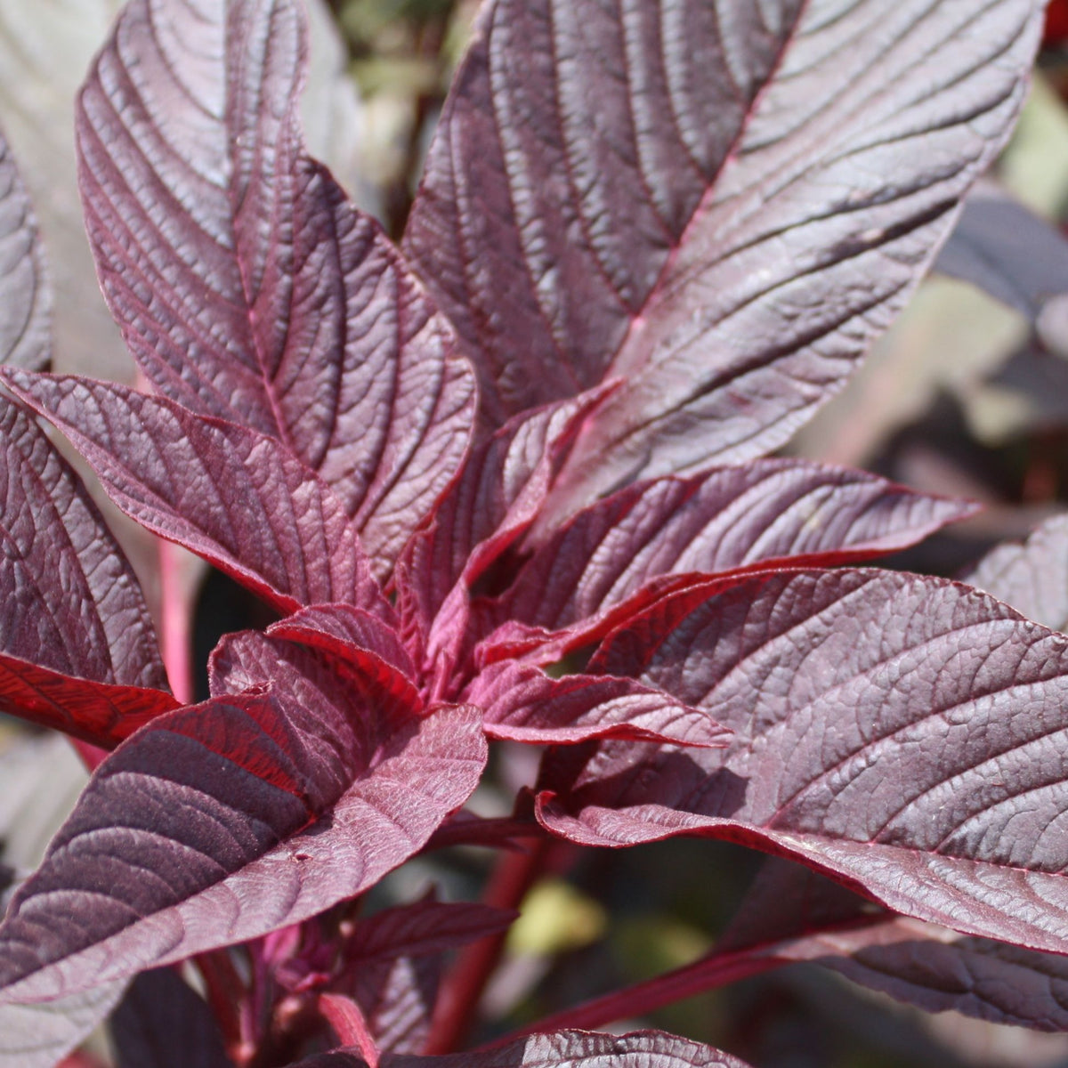 Gros plan sur des feuilles d&#39;Amarante Hopi Red Dye de Tourne-Sol sur un fond flou. Ces feuilles rouges d&#39;un rouge profond présentent des veines proéminentes et une texture légèrement brillante, mettant en valeur un contraste vibrant entre la lumière et l&#39;ombre.