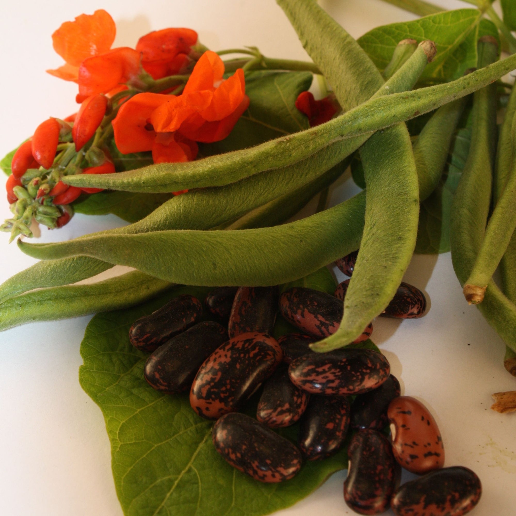 Vue détaillée du Haricot d'Espagne Scarlet Runner, présentant des gousses vertes avec des graines mouchetées de noir et de brun rougeâtre, ainsi que quelques fleurs rouges vibrantes et des feuilles vertes luxuriantes sur un fond blanc, soulignant l'élégance de ces semences bio de Tourne-Sol.