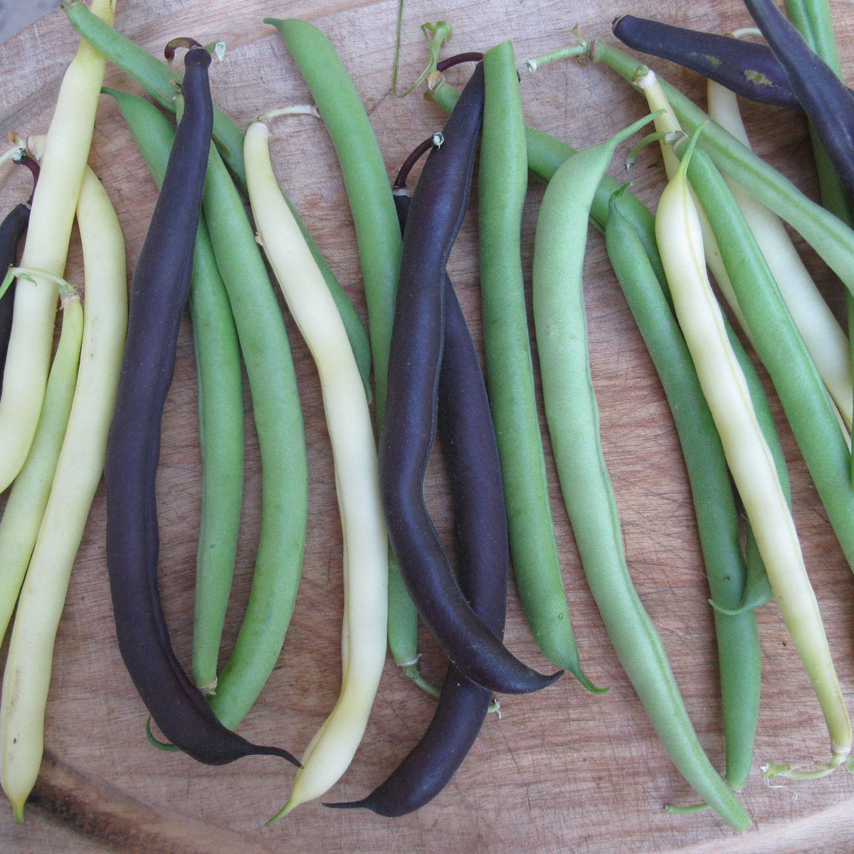 Une variété de haricots colorés du Mélange de haricots nains - semences bio de Tourne-Sol, dont des haricots verts, des haricots jaunes et des haricots mauves violet foncé, sont étalés sur une surface en bois. Les haricots frais ne sont pas coupés, ce qui met en valeur leurs couleurs et textures naturelles.