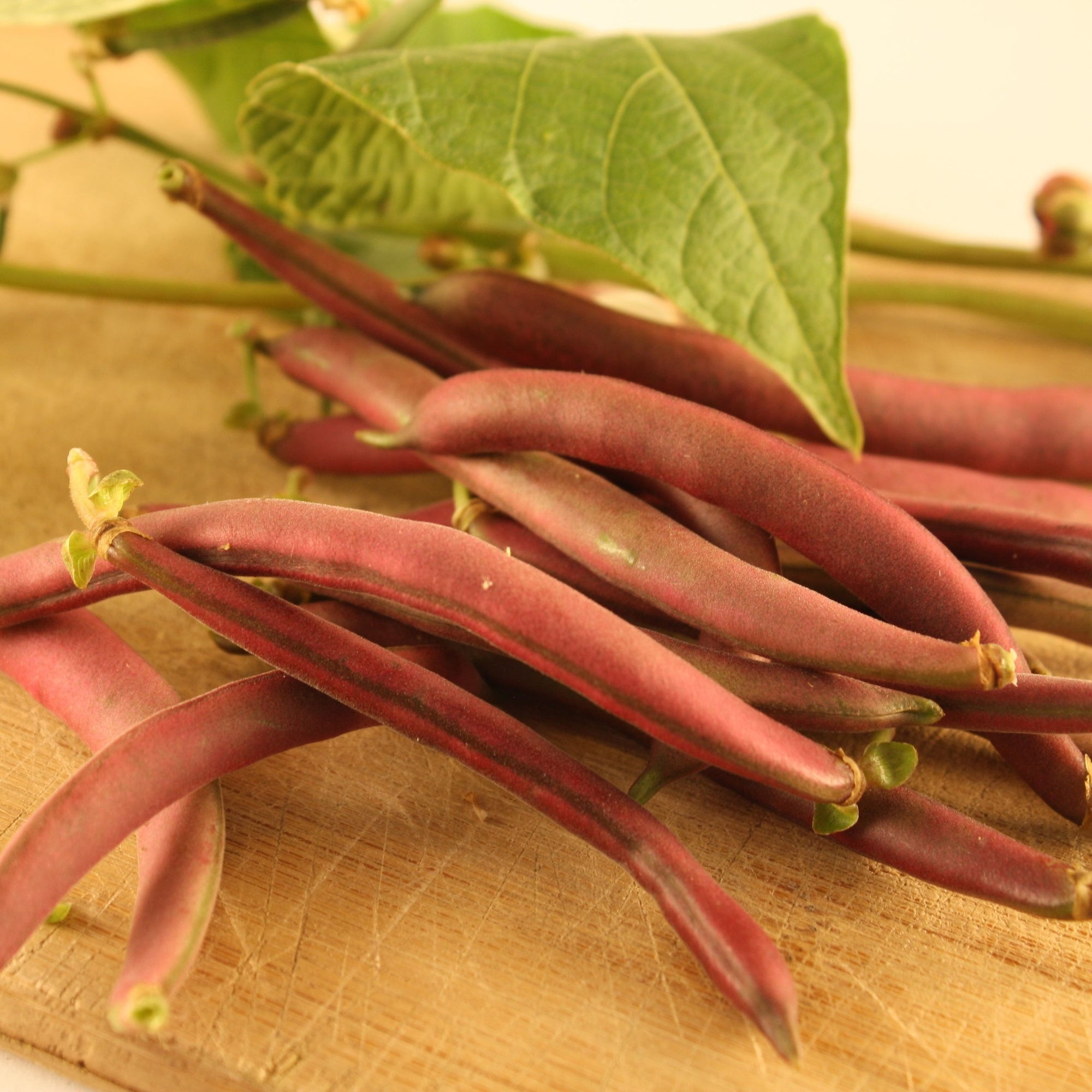 Les haricots Nain Rouge Red Swan de Tourne-Sol, aux feuilles vertes vibrantes, sont présentés sur une planche à découper en bois sous la chaude lueur d'une lumière rose-rouge.