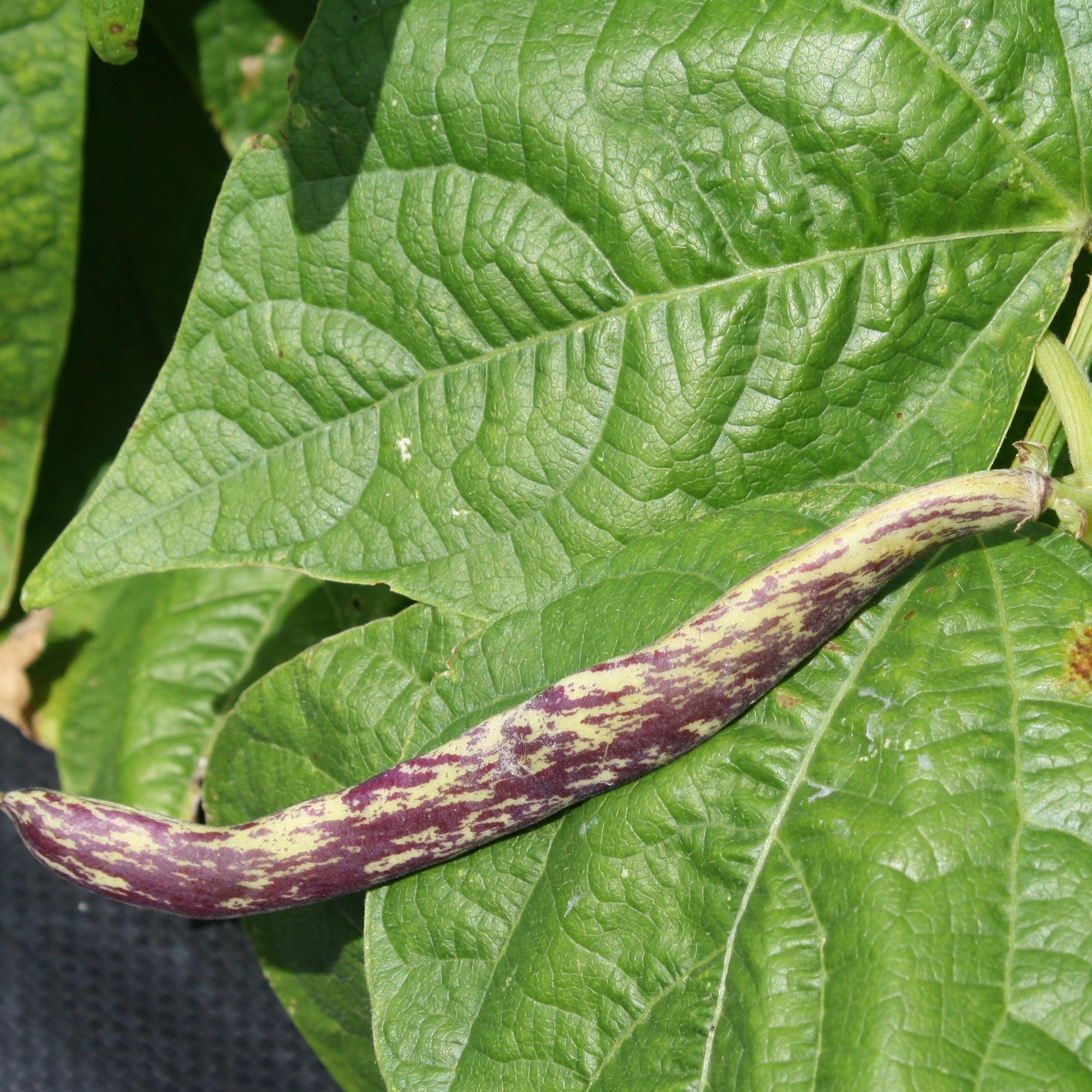 Une gousse allongée de haricot Langue de Dragon de Tourne-Sol, marquée d'un charmant motif de taches violettes et vertes, repose au milieu de grandes feuilles vertes texturées au soleil. La surface des feuilles est légèrement froissée, suggérant un croquant caché.