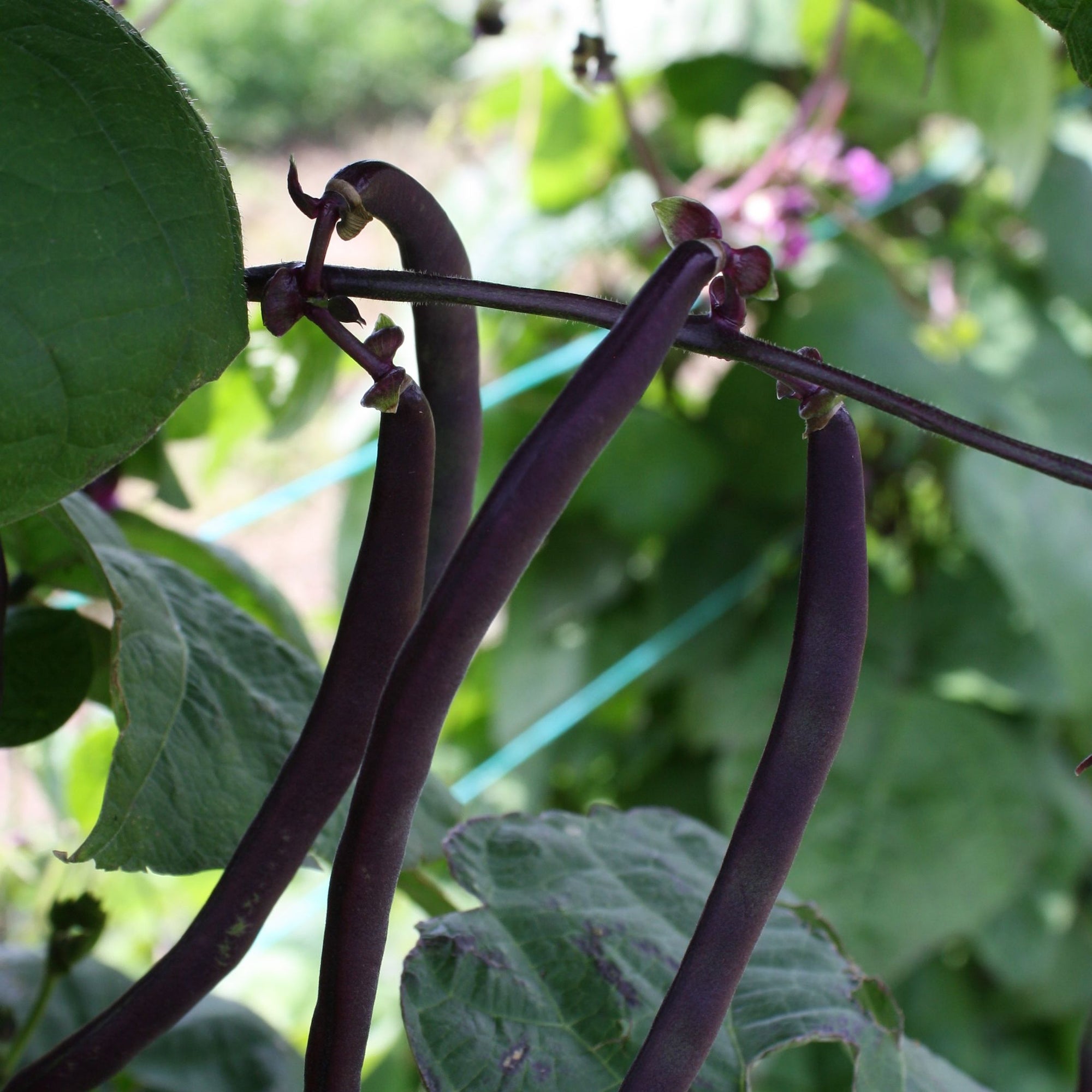 Gros plan sur un Haricot Grimpant Violet Blue Coco mûr - semences bio de Tourne-Sol, suspendu à une plante verte luxuriante avec des feuilles et des tiges légèrement floues en arrière-plan. Les haricots sont fins et foncés, contrastant avec le feuillage vibrant, promettant des résultats délicieux après cuisson.