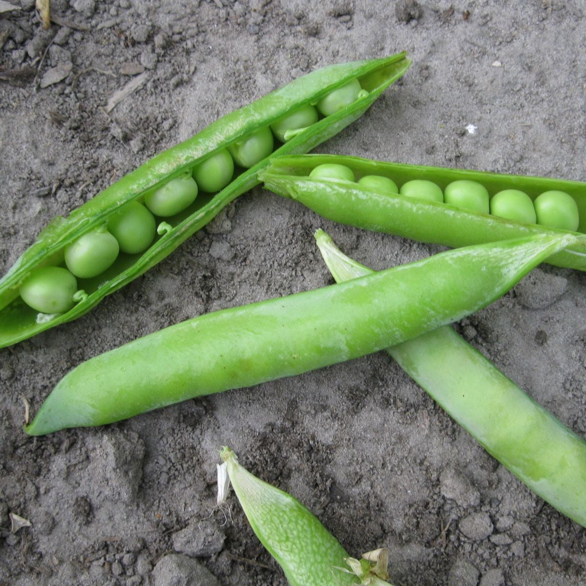 Pois à Écosse Green Arrow - semences bio de Tourne-Sol, dont certaines gousses s'ouvrent pour révéler des rangées de pois ronds, reposent sur une surface grise et terreuse. Ceux-ci contrastent joliment avec le sol, soulignant leur aspect frais et naturel.