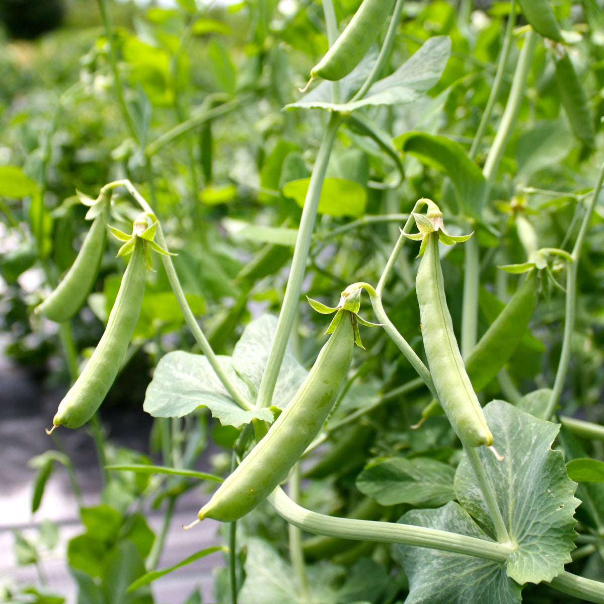 Gros plan sur les gousses de pois mange-tout Super Sugar Snap de Tourne-Sol, poussant sur une plante aux feuilles et tiges vertes luxuriantes. L&#39;arrière-plan flou met en valeur les gousses de pois et le feuillage éclatants.