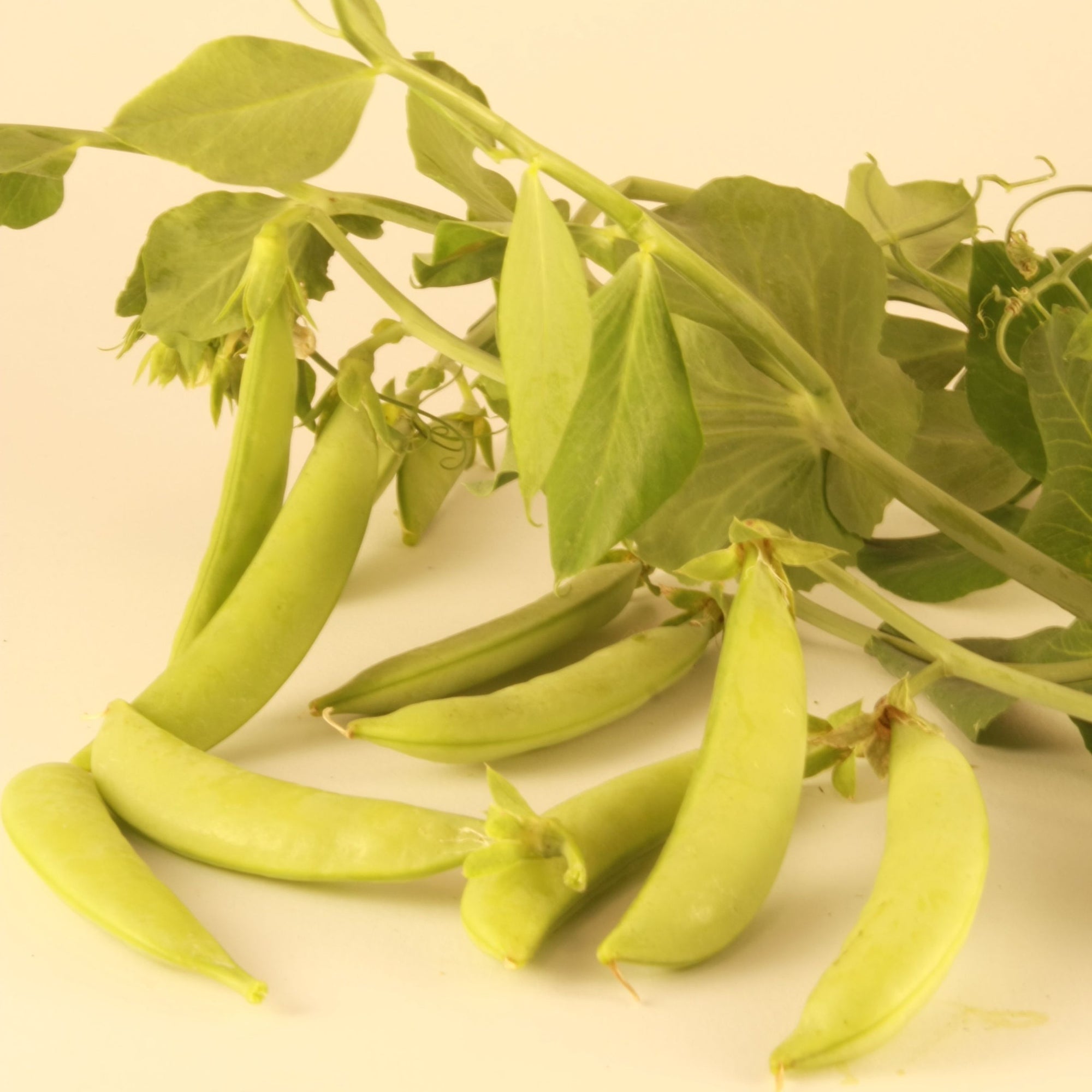 Les pois mange-tout sucrés de Tourne-Sol, rappelant les bonbons de la nature, sont suspendus à la vigne avec des tiges et des vrilles feuillées. Ces gousses vibrantes illustrent différents stades de croissance sur un fond neutre, illustrant la promesse d'une floraison naturelle avec des graines biologiques.