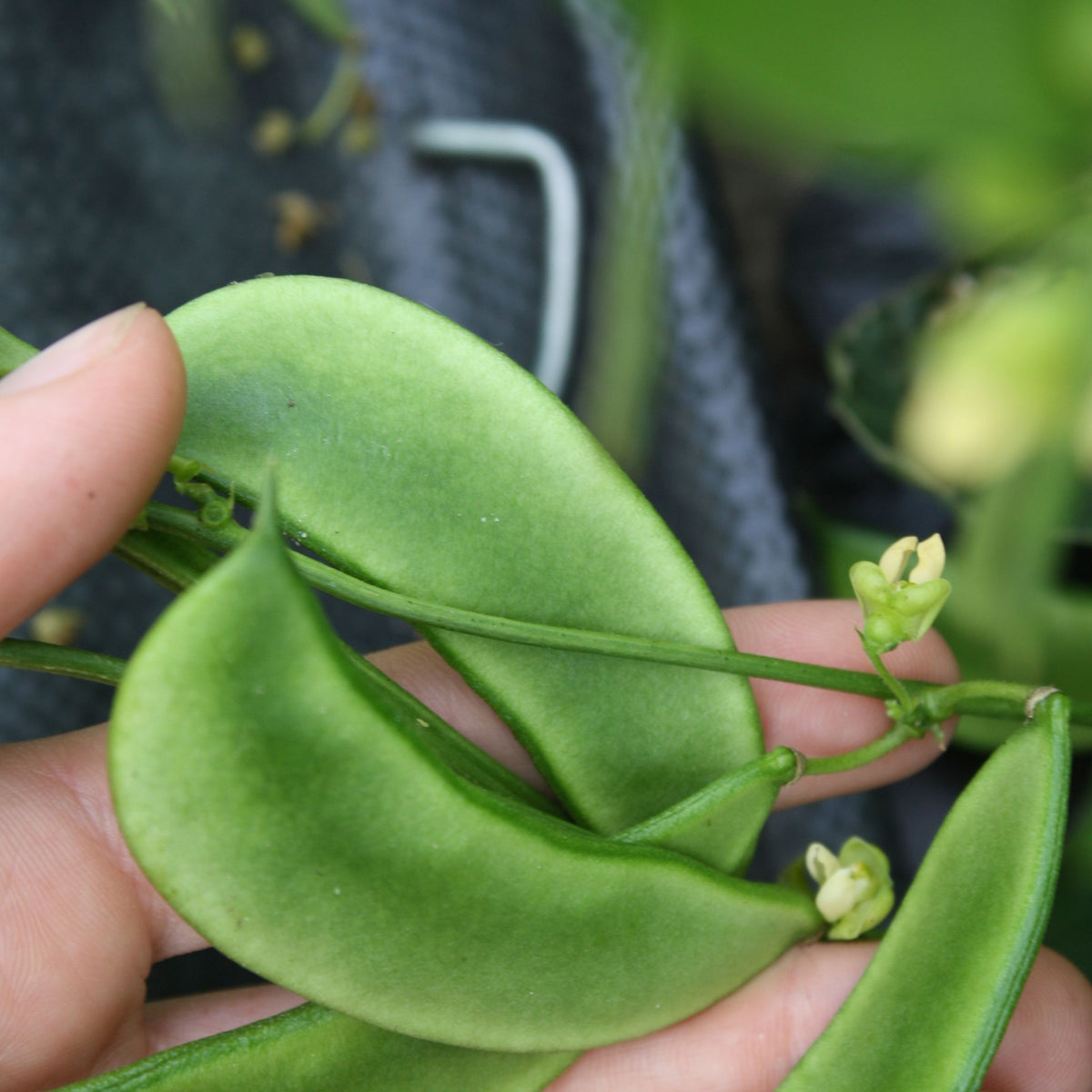 Gros plan d&#39;une main tenant une tige de plante verte vibrante avec de grandes feuilles lisses et de petites fleurs jaunâtres, mettant en valeur la variété exquise connue sous le nom de &quot;Haricot de Lima Henderson Bush - semences bio&quot; de Tourne-Sol. L&#39;arrière-plan flou révèle plus de feuillage.