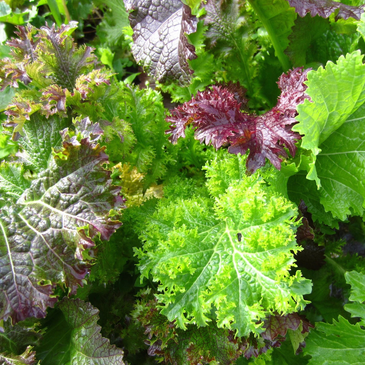 Mélange vibrant de feuilles vertes moutarde colorées aux bords frisés, le Mélange Moutarde Piquante Format Vrac de Tourne-Sol présente une étonnante gamme de textures et de couleurs. L&#39;image présente des teintes vertes luxuriantes, violettes foncées et rougeâtres, rappelant les moutardes de Dijon, illustrant toutes le feuillage diversifié et sain que l&#39;on trouve généralement dans les plantes vertes moutarde et mauves.