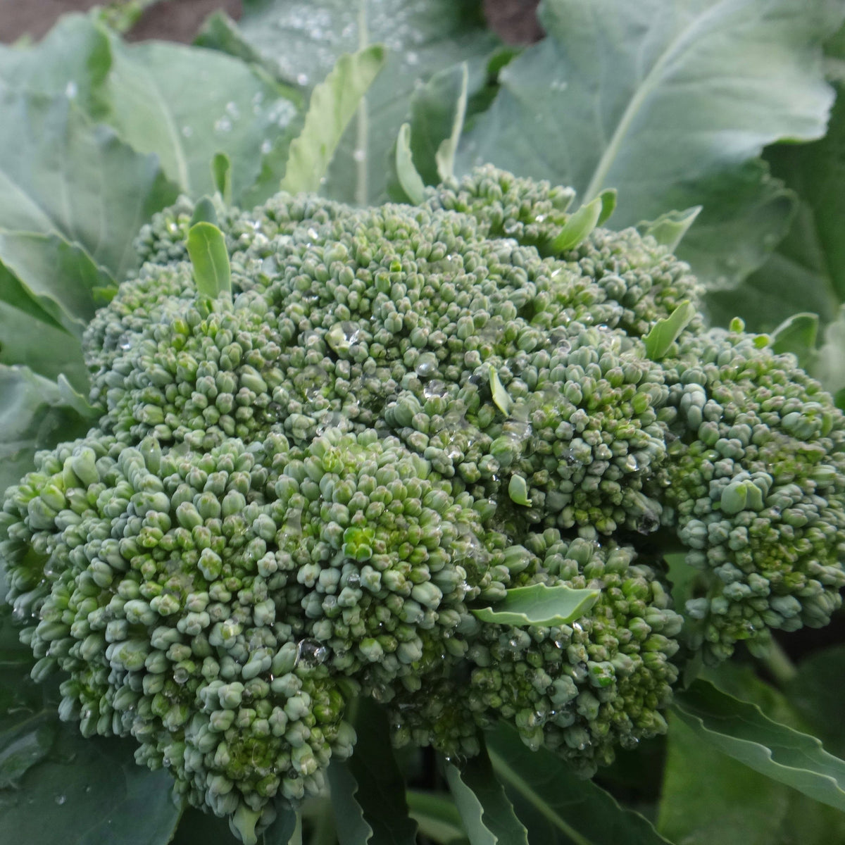 Gros plan d&#39;une tête fraîche de Brocoli De Cicco - semences bio de Tourne-Sol, ornée de gouttelettes d&#39;eau sur ses fleurons et feuilles d&#39;un vert éclatant. L&#39;arrière-plan, rempli de feuilles vertes luxuriantes, évoque l&#39;atmosphère d&#39;un jardin abondant avec la promesse de petites pousses.