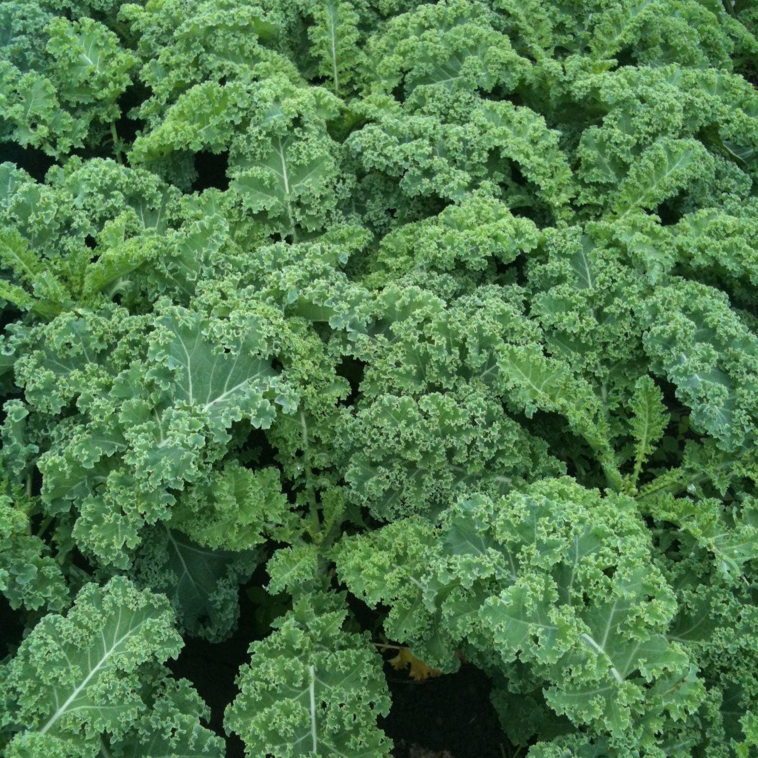 250 Graines De Laitue Iceberg Méthode BIO Salade Légume Potager Permaculture