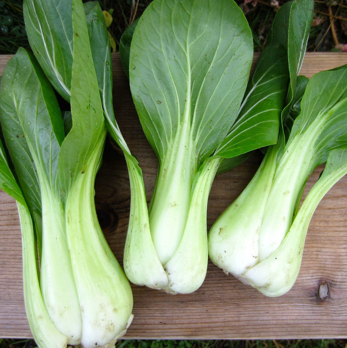 Trois têtes de Bok Choy Shanghai Green - semences bio de Tourne-Sol, dotées de feuilles vertes et de tiges blanches croquantes, sont élégamment disposées sur une surface en bois, idéales pour les sautés ou pour rehausser les salades savoureuses.