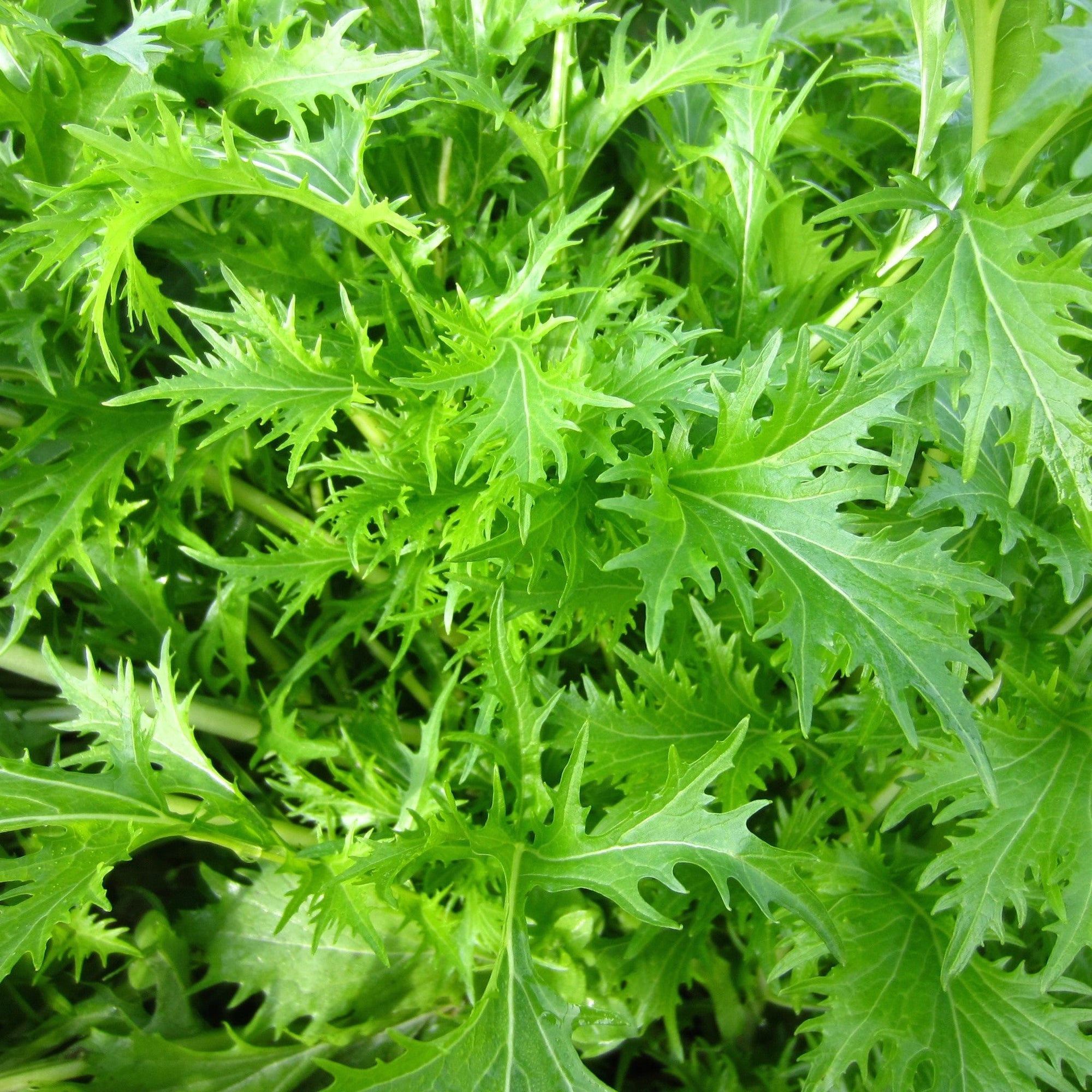 Gros plan de feuilles de mizuna vertes fraîches et vibrantes. Les feuilles dentelées sont profondément dentelées et ont un aspect plumeux, créant un motif luxuriant et texturé. Parfaite pour les salades et sautés, l'image capture la salubrité et la fraîcheur du Mizuna Format Vrac de Tourne-Sol.