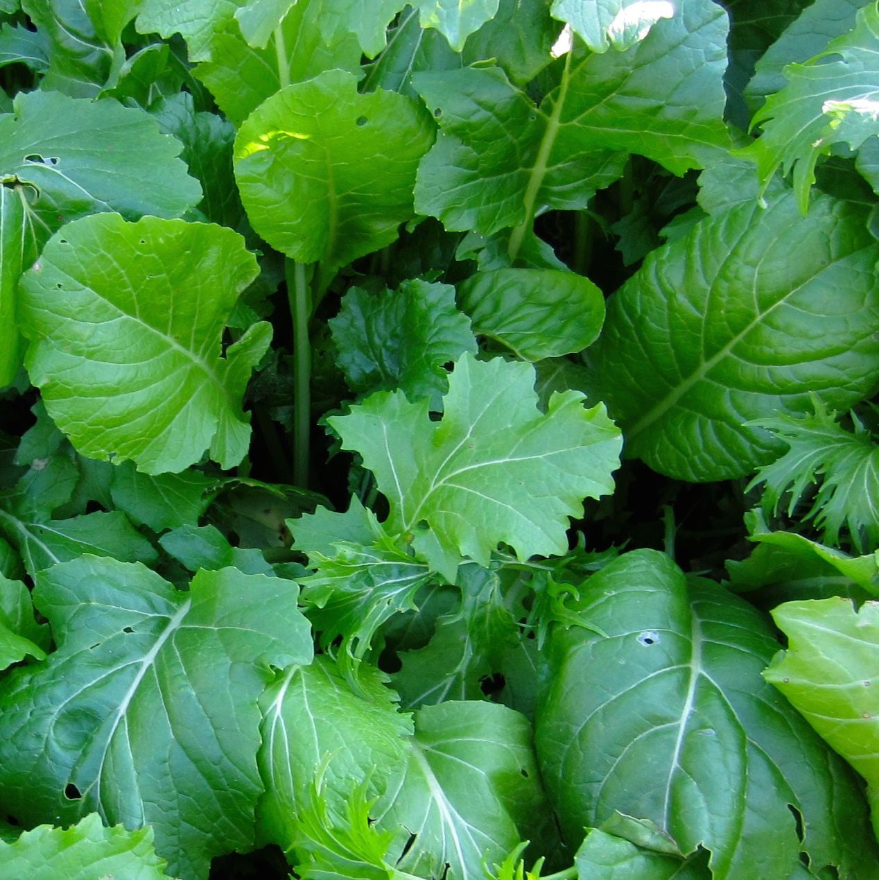 Un gros plan d'un Tourne-Sol Mesclun Combo Crucifères de Base Format Vrac.