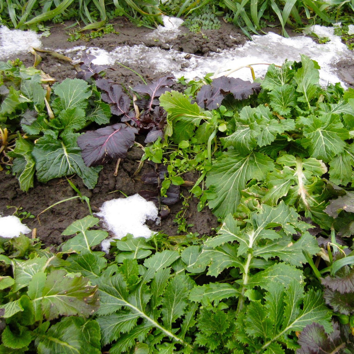 Le Mesclun Verdurette d&#39;Hiver - semences bio de Tourne-Sol s&#39;épanouit au jardin, sa croissance rapide étant accentuée par des plaques de neige au sol. Ces plantes aux couleurs vives se détachent avec audace sur le fond blanc, créant une scène hivernale animée.