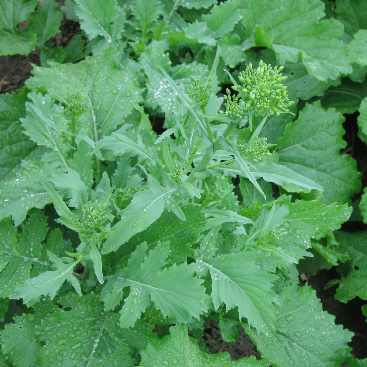 Le Rapini Spring Raab - semences bio de Tourne-Sol présente une plante aux feuilles vertes éclatantes avec des grappes de petites fleurs jaunes non ouvertes en son centre, entourées de grandes feuilles texturées. Des gouttes d&#39;eau scintillent à la surface du Rapini, soulignant sa fraîcheur et sa qualité comestible.