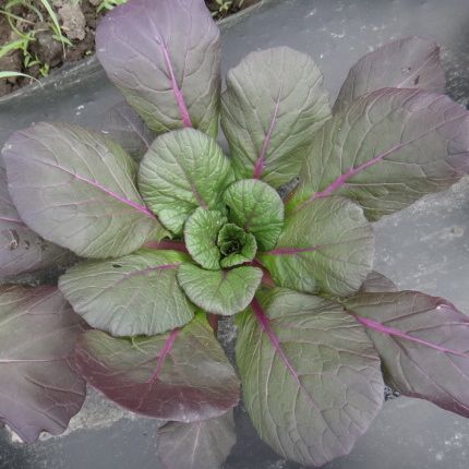 Une vue de dessus du Tatsoi Arc-en-ciel Format Vrac de Tourne-Sol révèle un légume à feuilles vertes avec de larges feuilles qui se fondent dans des nuances de violet vers les bords, ressemblant au violet tatsoi. La plante a un motif de rosette centrale et des tiges roses, s&#39;épanouissant dans ce qui semble être un jardin ou un parterre de ferme.