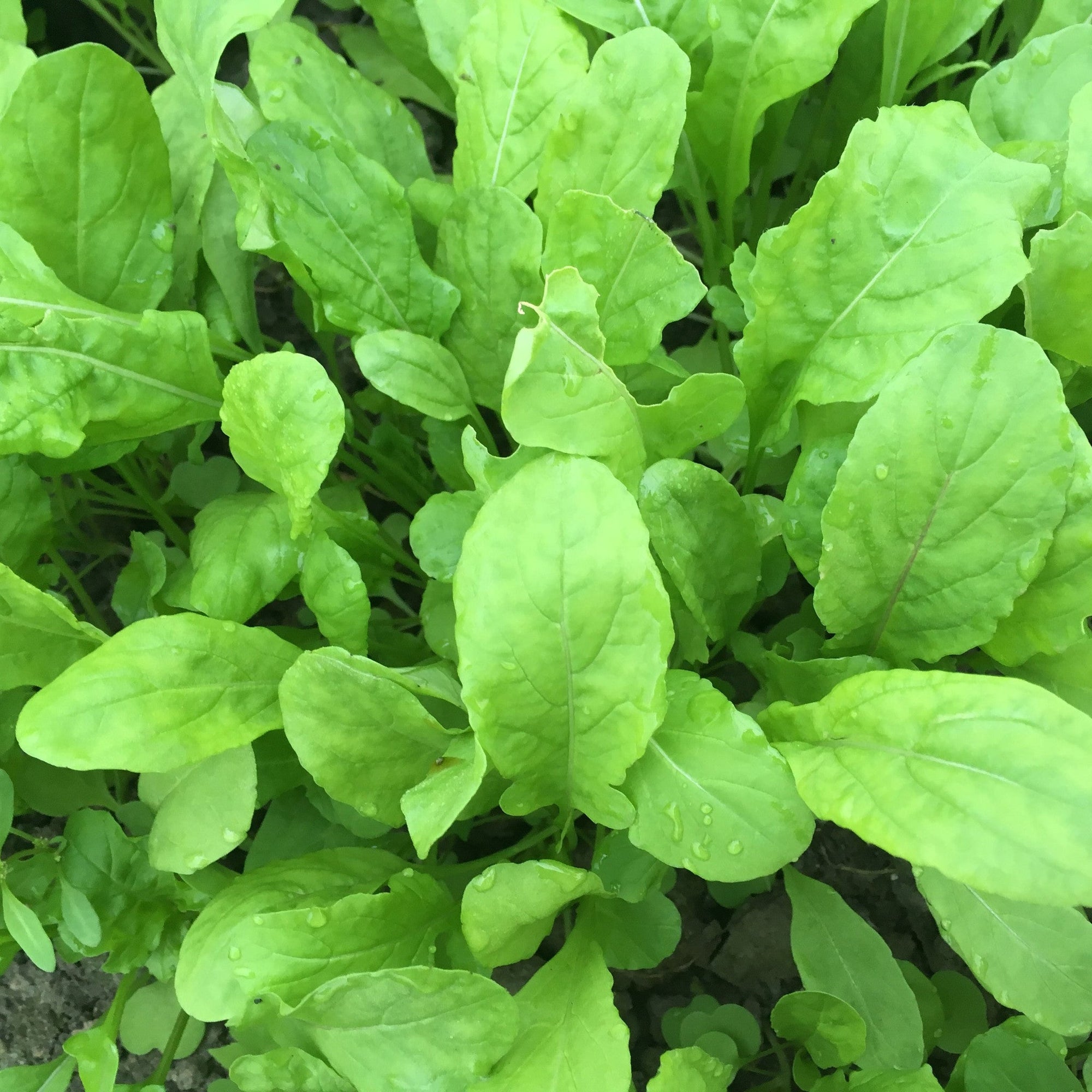 Gros plan d'un bouquet de 5 feuilles de Roquette de Tourne-Sol, dégageant un arôme piquant de verdurette avec des notes de noisette.