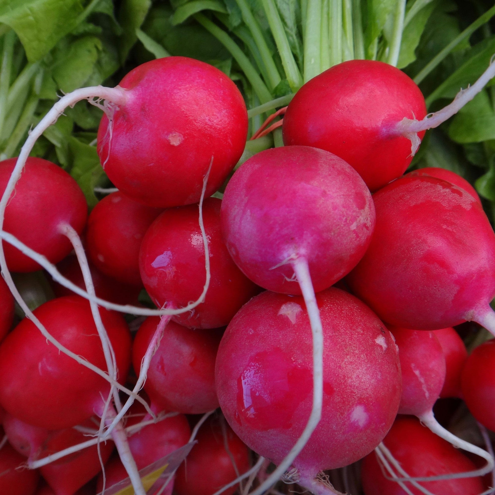 Un bouquet de radis frais aux racines vibrantes de Radis Raxe Format Vrac et aux feuilles vertes, mettant en valeur leurs couleurs vives et leurs textures fraîches et croquantes de Tourne-Sol.