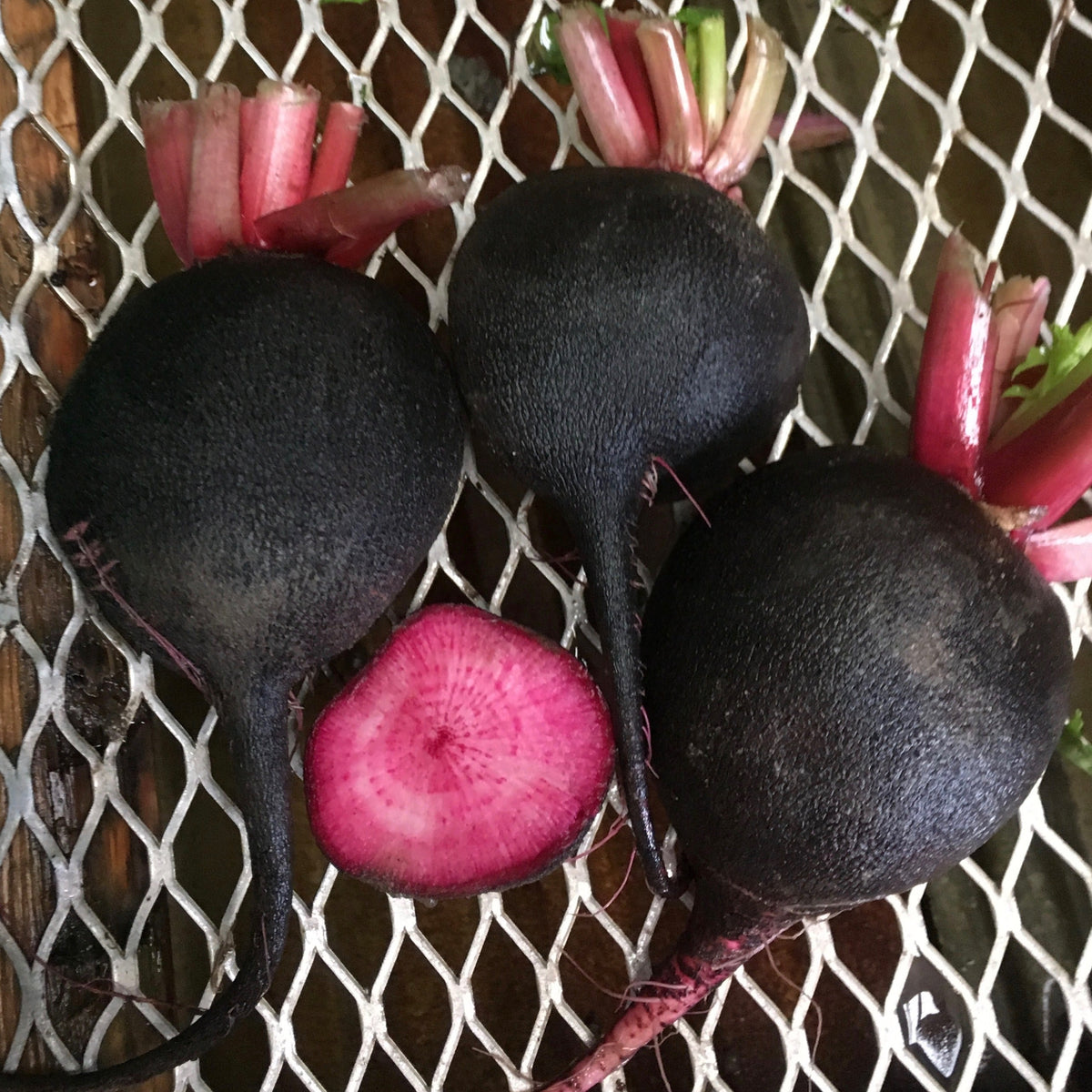 Trois radis noirs, ou Radis d&#39;hiver Écarlate Noir Format Vrac de Tourne-Sol, sont posés sur une grille métallique de couleur claire. L&#39;un des radis est coupé en deux, mettant en valeur sa chair rose vif. Les radis ont de courtes tiges vertes au sommet.