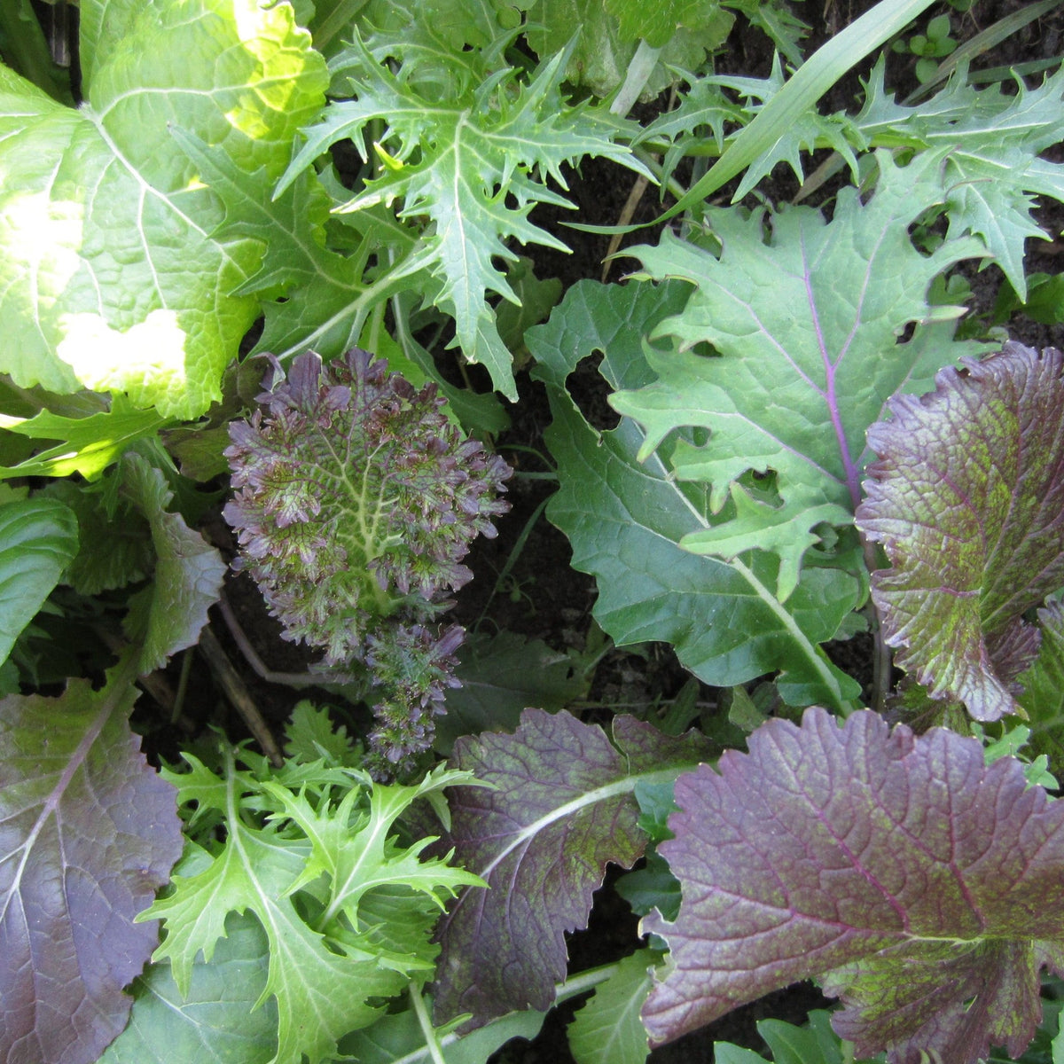 Une vue rapprochée d&#39;un lit de jardin présentant un mélange de légumes-feuilles et d&#39;herbes aux formes et couleurs de feuilles variées, notamment le vert, le violet et le rouge, mis en valeur par le Mesclun Combo Crucifères de Luxe Format Vrac de Tourne-Sol.