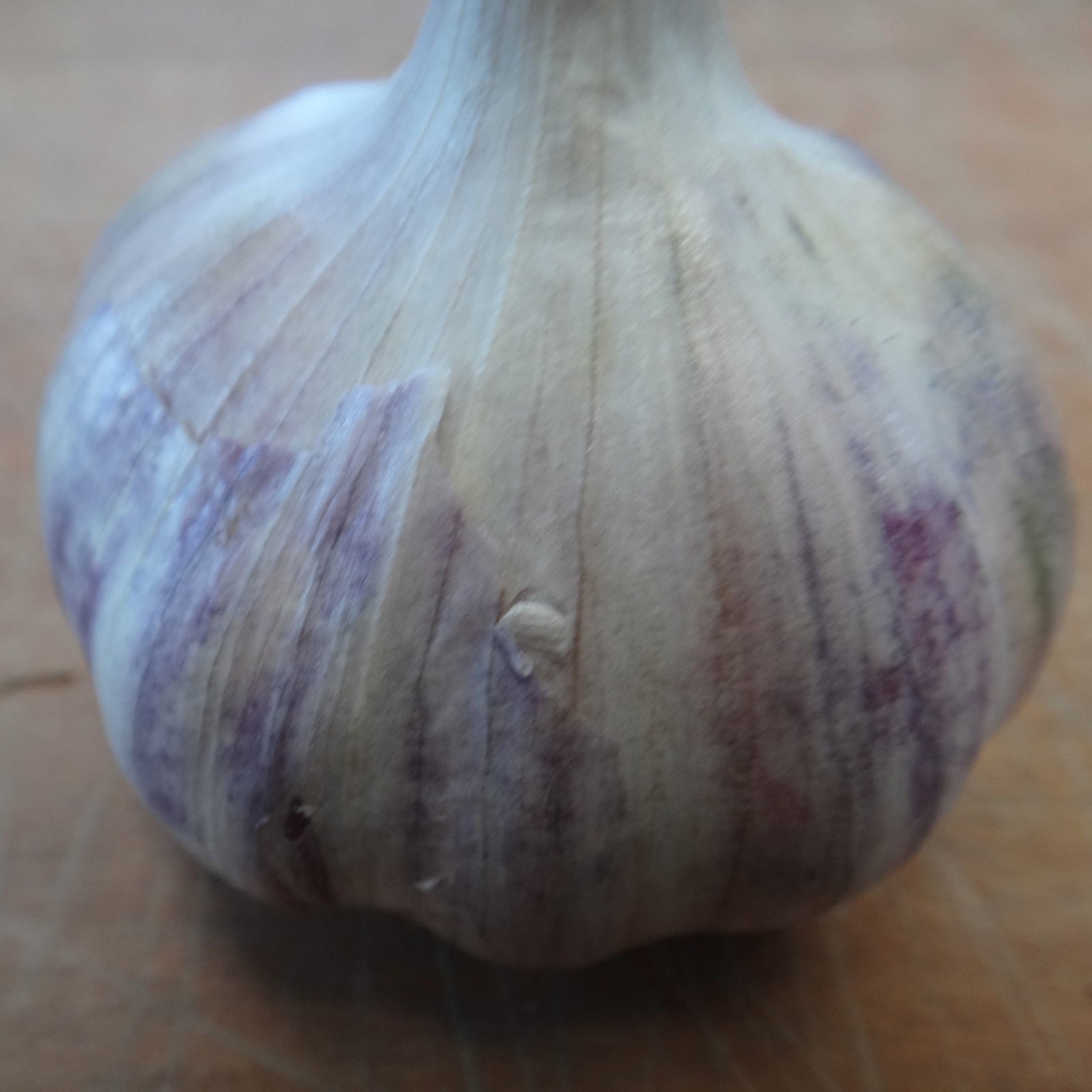 Un gros plan d'un ail Bulbes d'Ail Rocambole Puslinch sur une table en bois en Ontario, par Tourne-Sol.