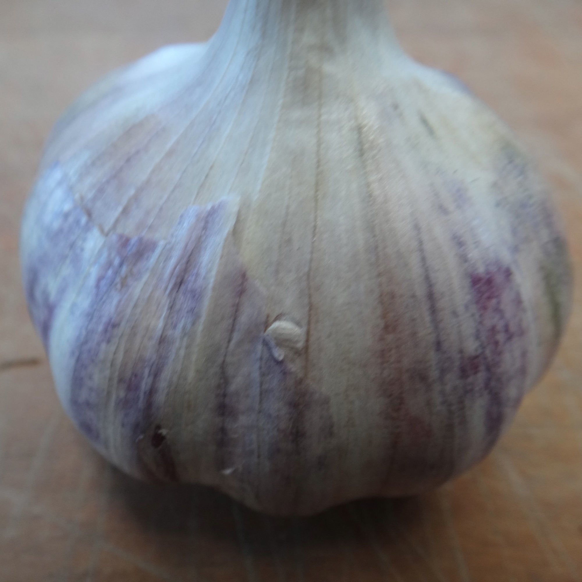 Un gros plan d'un ail Bulbes d'Ail Rocambole Puslinch sur une table en bois en Ontario, par Tourne-Sol.