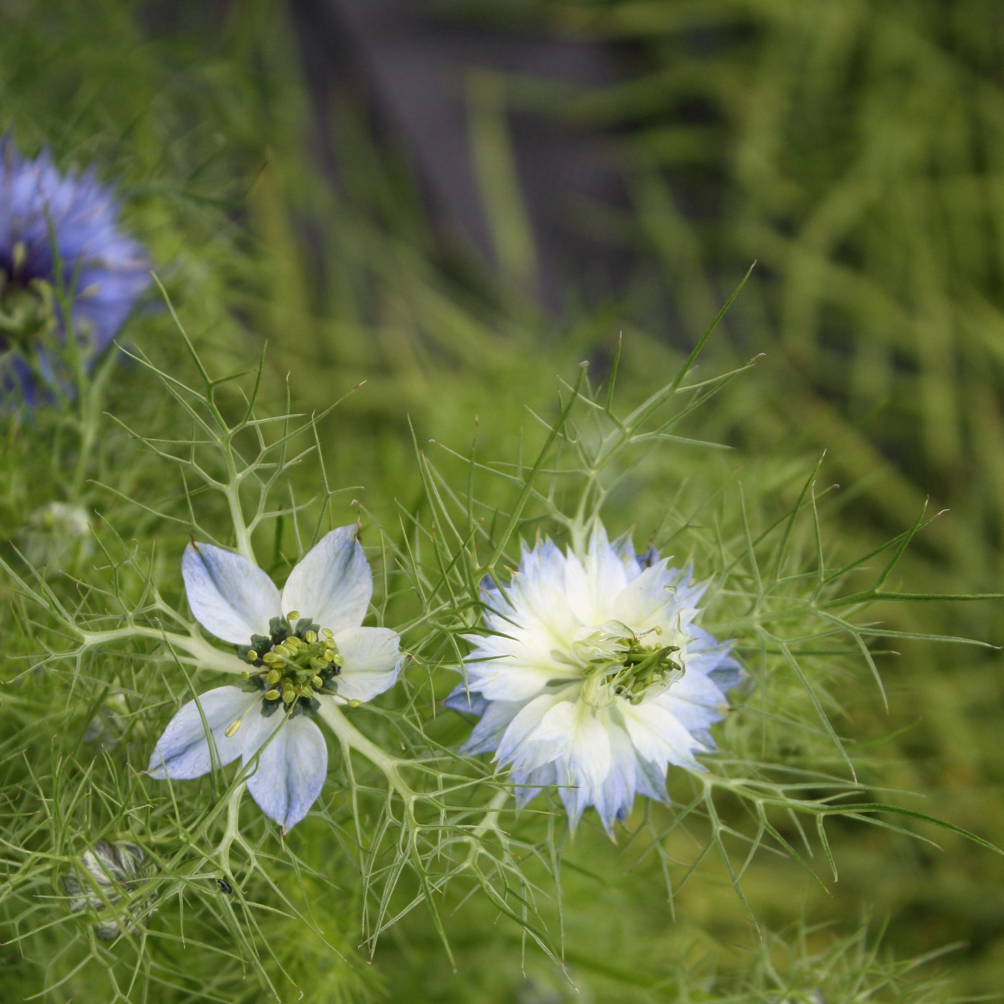 Un gros plan de Nigelle Love in the Mist de Tourne-Sol.