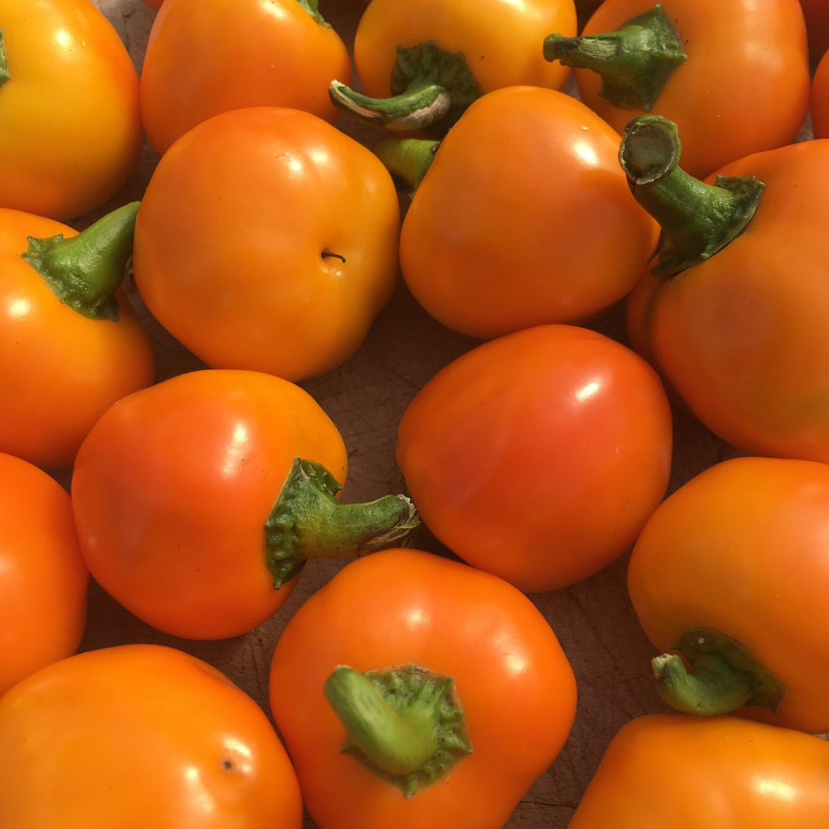 Une pile de Piment Fort Carrot Bomb Tourne-Sol orange éclatant sur une table.