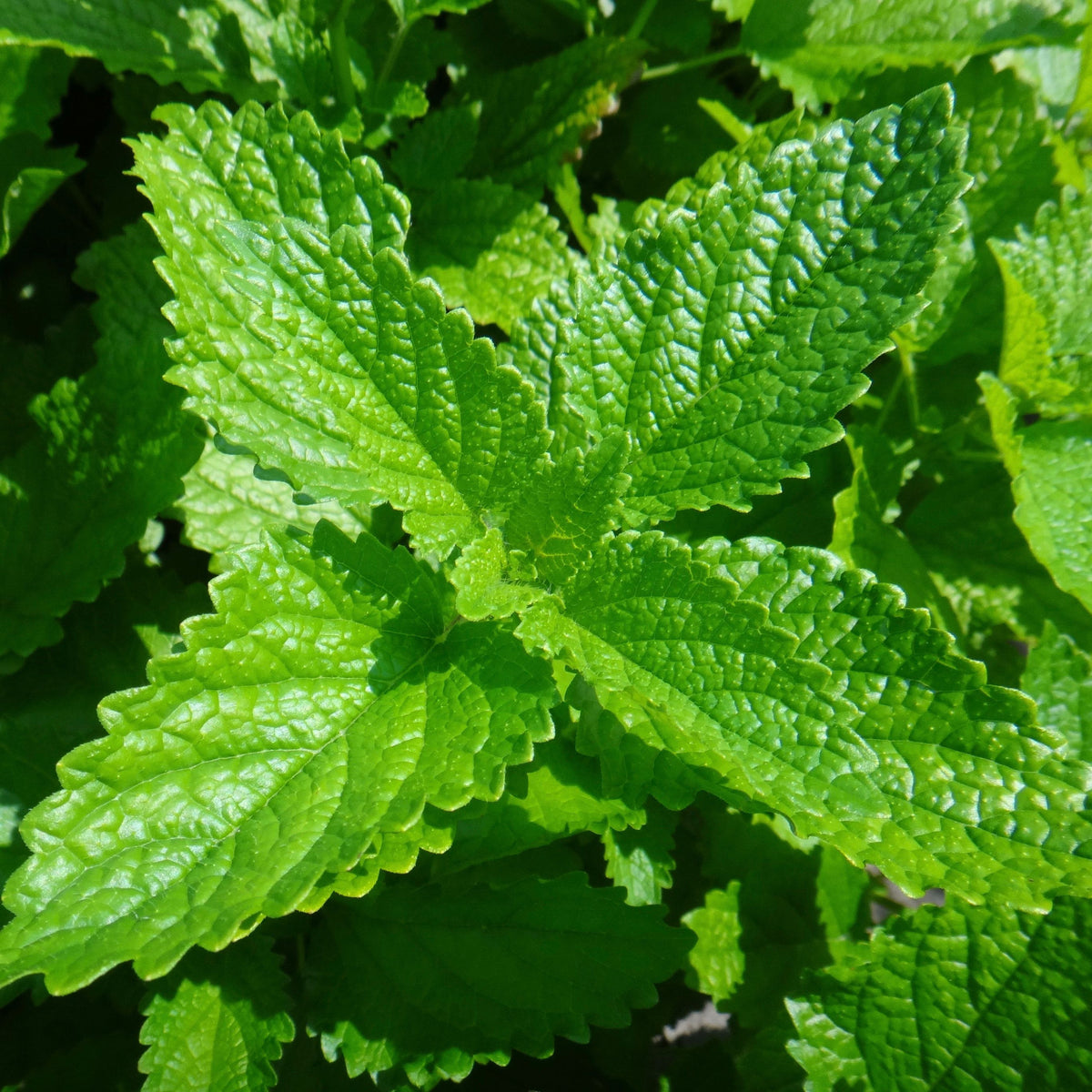 Gros plan d&#39;une plante Tourne-Sol Mélisse aux feuilles vertes, connue pour ses tisanes et ses propriétés apaisantes.