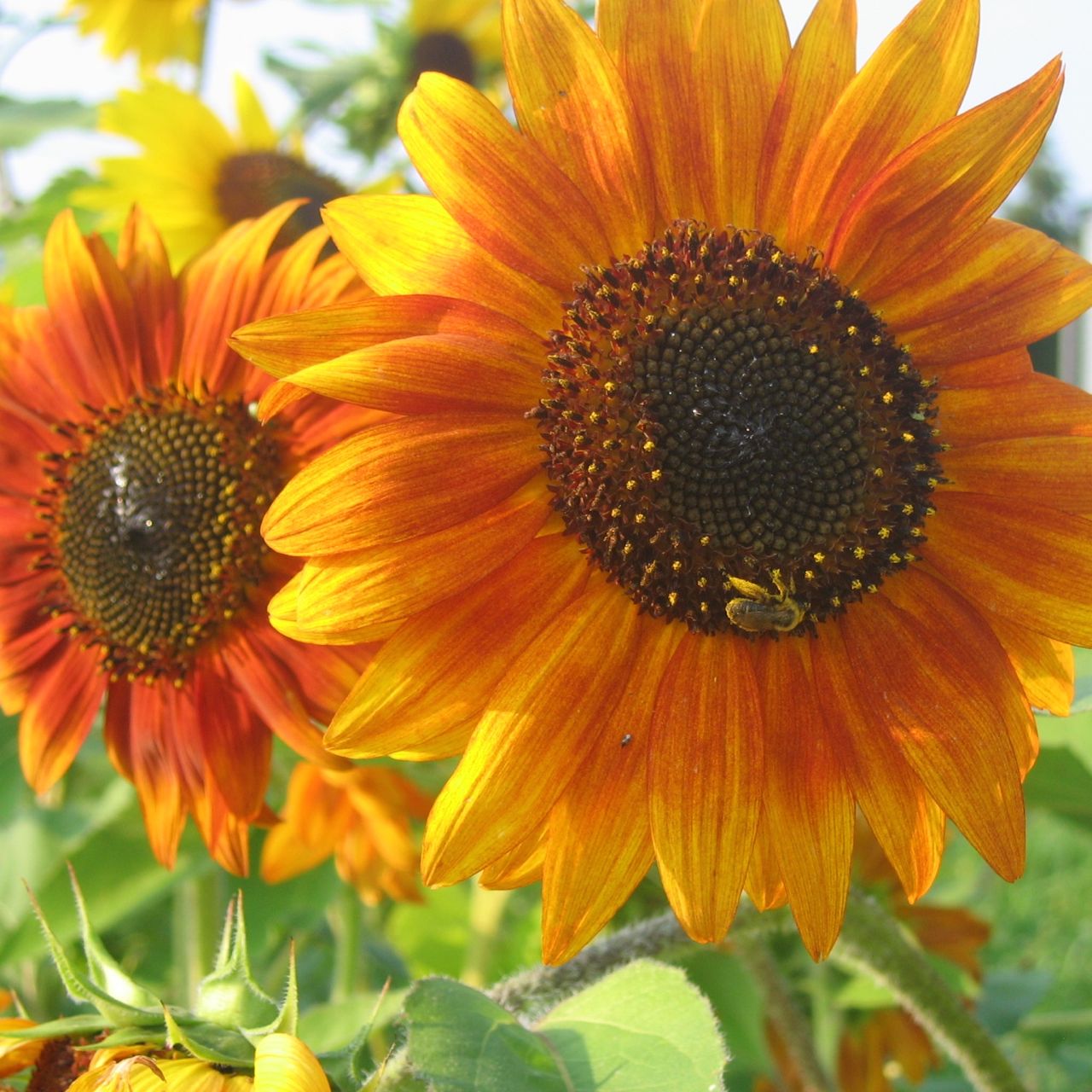 Une abeille pollinise 5 x Mélange Tournesol de la marque Tourne-Sol.