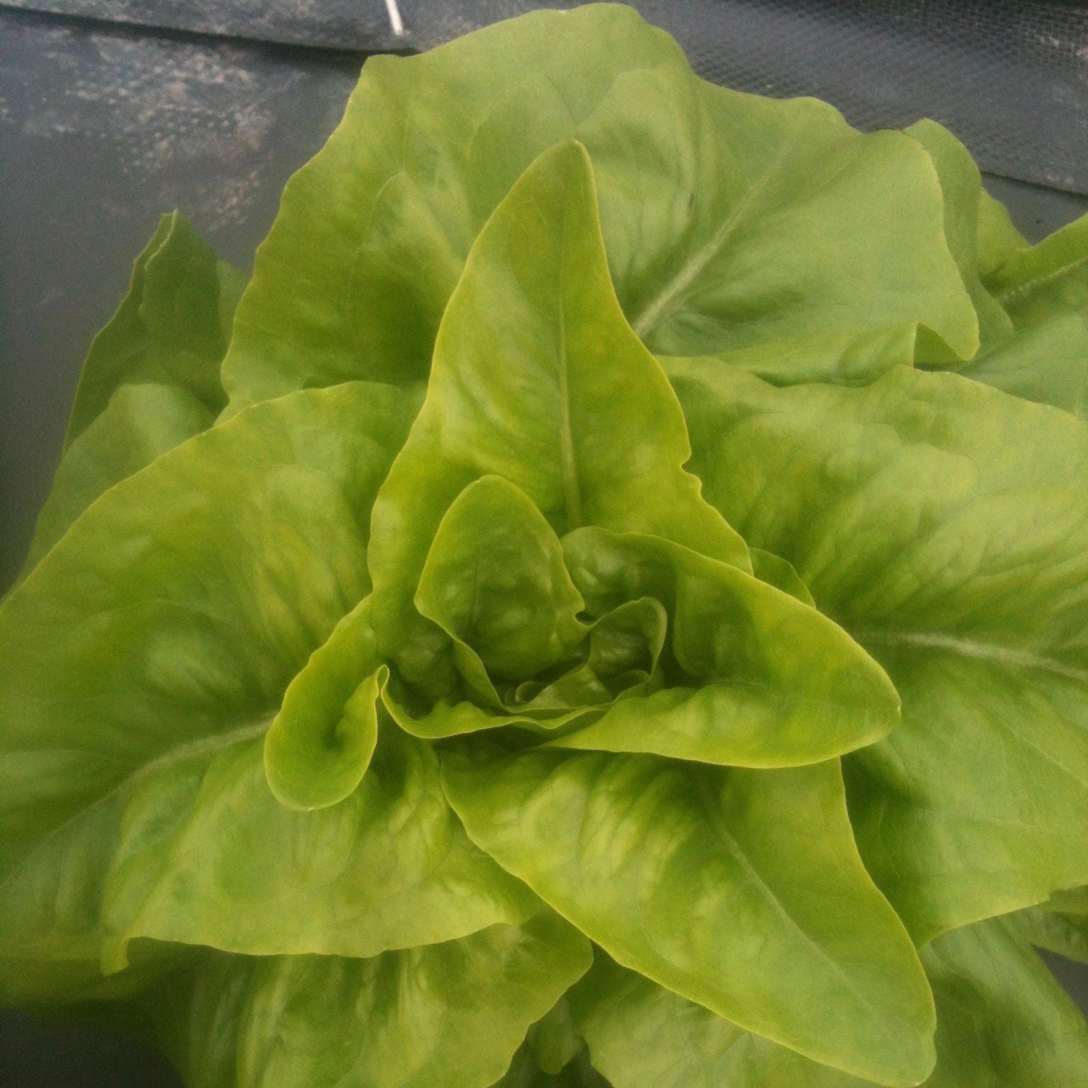 Un gros plan de petites pommes de laitue Laitue Verte Deer Tongue dans un contenant Tourne-Sol.