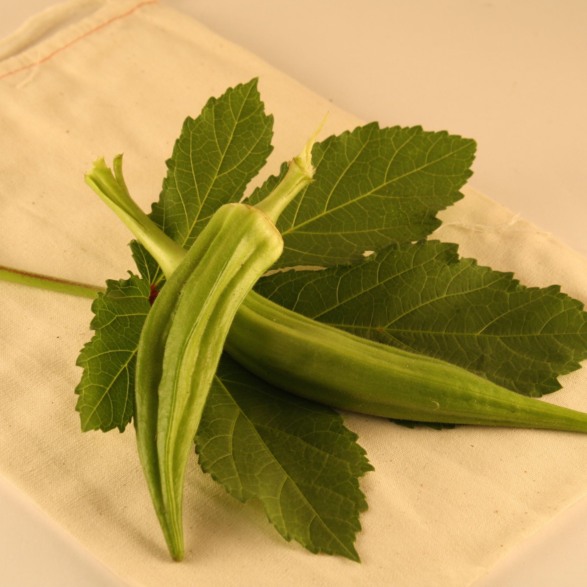 Produit Okra Clemson Spineless 80 feuilles sur un tissu blanc. (marque : Tourne-Sol)