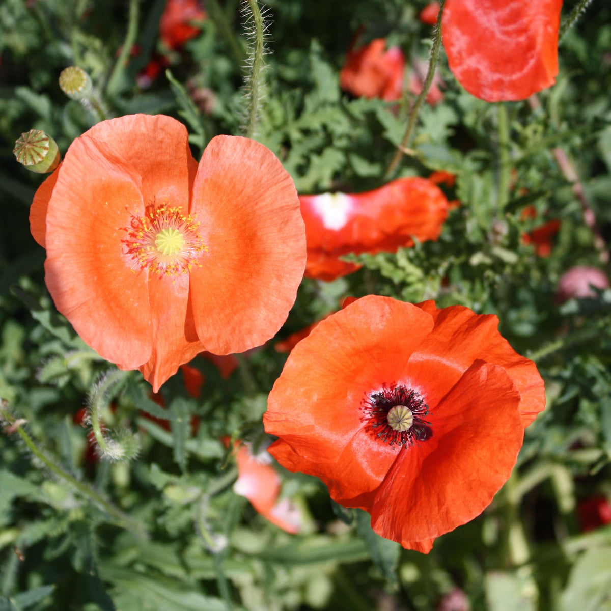 Un bouquet de Coquelicots Mélangés orange de Tourne-Sol dans un jardin.