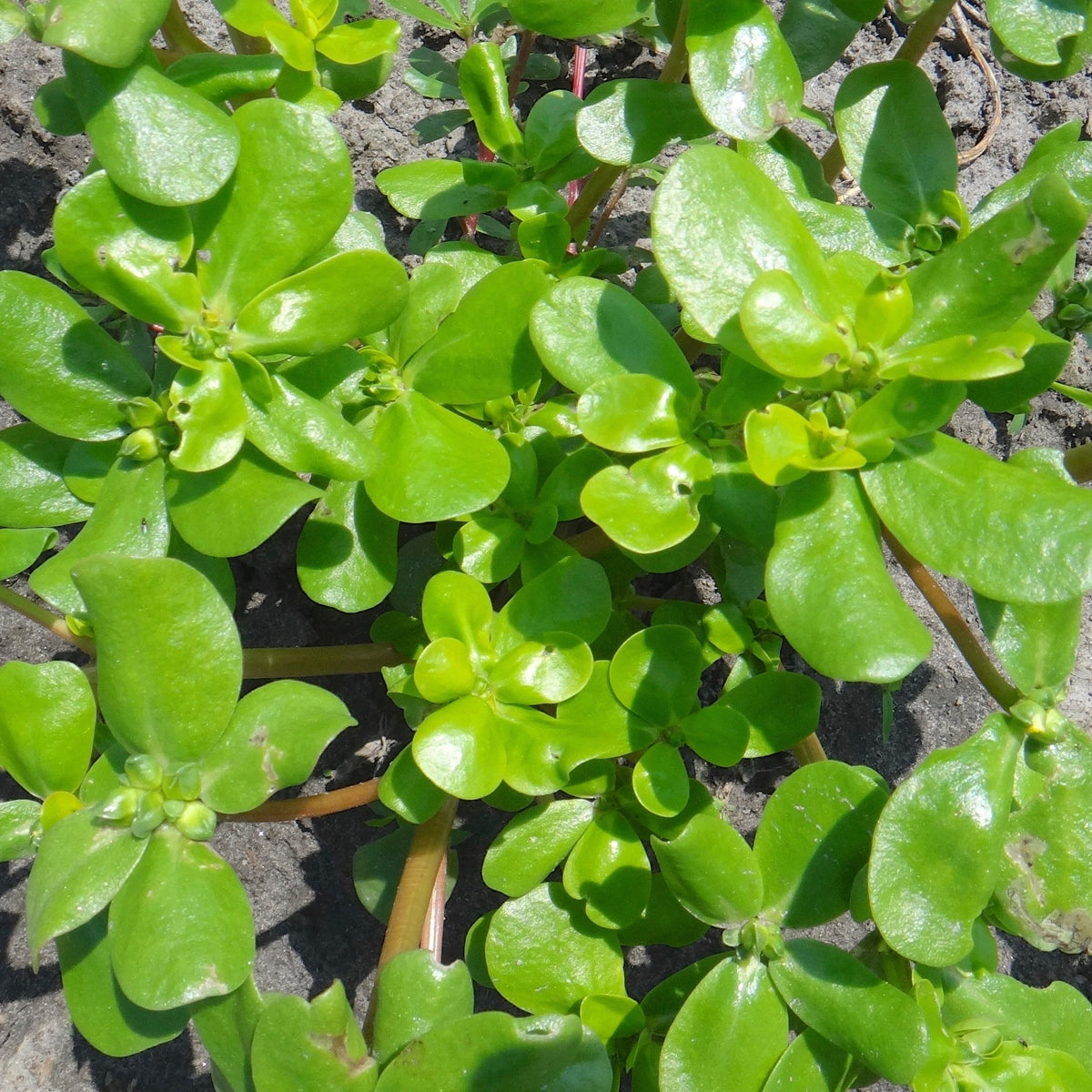 Le Pourpier Doré - semences bio de Tourne-Sol pousse en touffes de feuilles vertes sur des surfaces rocheuses, leurs formes ovales et brillantes se chevauchent pour créer une texture dense et vibrante. Riches en oméga-3, ces plantes rehaussent n&#39;importe quelle salade de nutriments et de beauté.