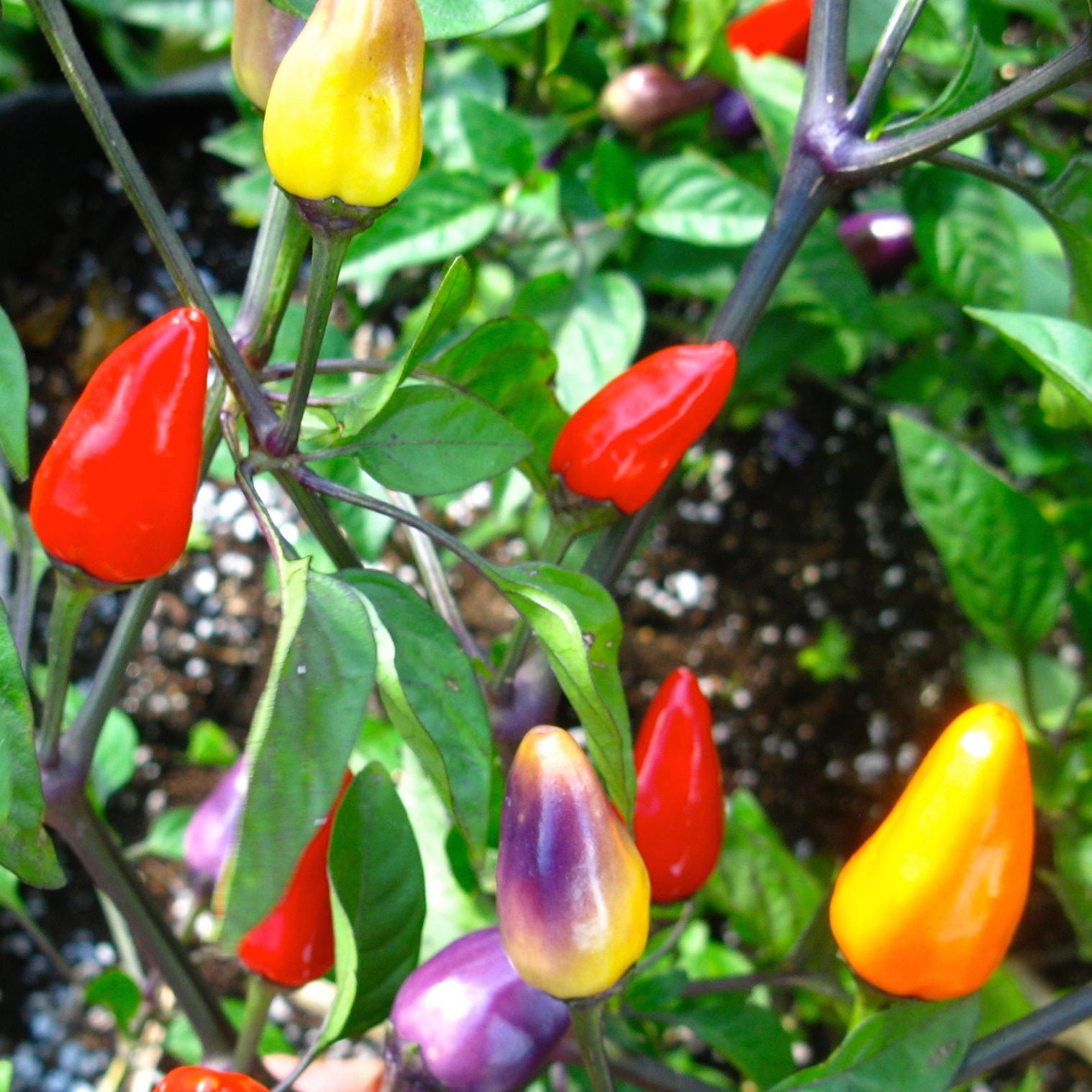 Les piments colorés, étiquetés Piment Fort Chinese Five Color par Tourne-Sol, affichent une gamme vive allant du rouge au violet sur des feuilles vertes luxuriantes et un sol sombre, y compris les piments mauves frappants parmi ces semences bio vibrantes.