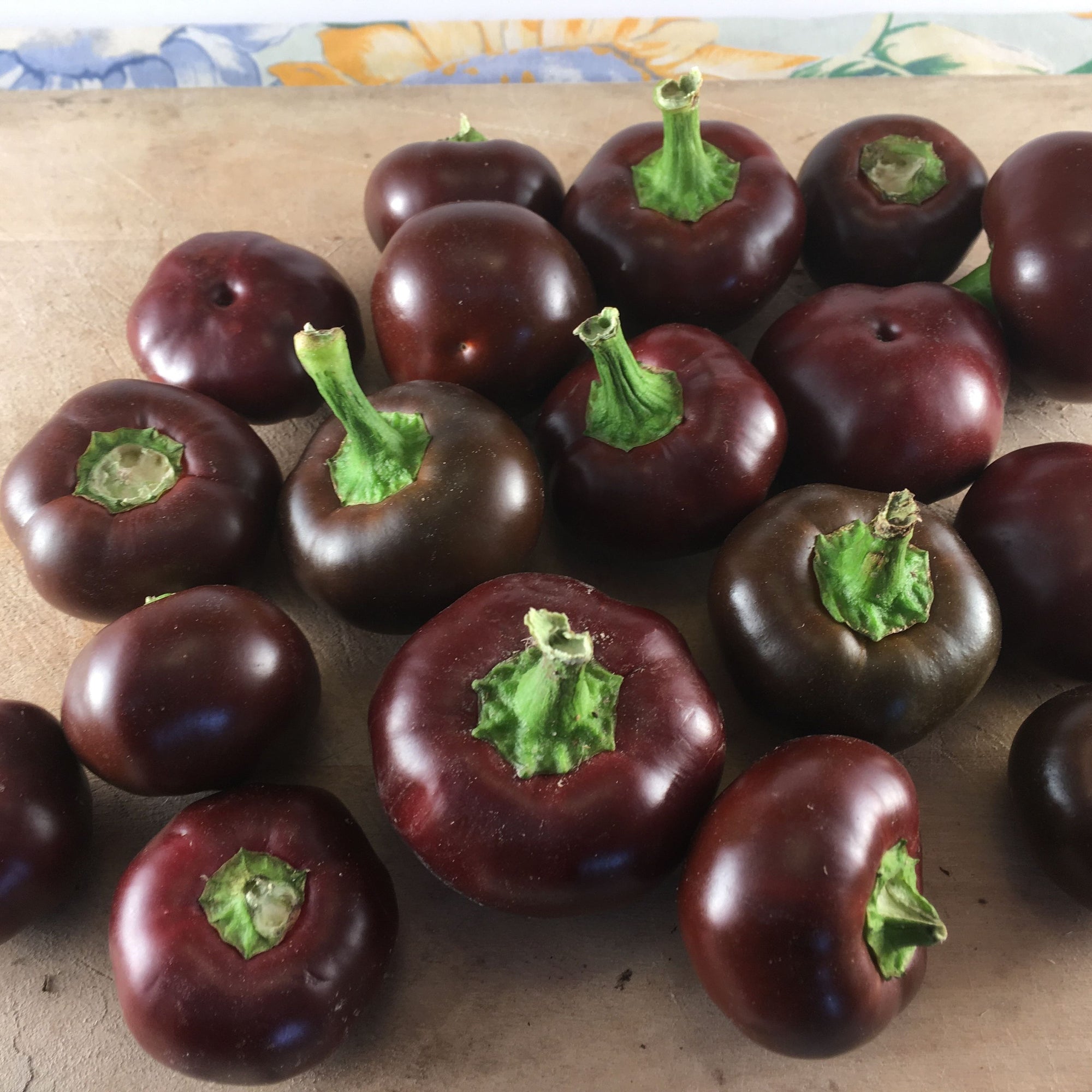 Une collection de cerises au chocolat chaud Piment Fort rondes et violet foncé de Tourne-Sol avec des tiges vertes exposées sur une surface en bois. Les poivrons varient légèrement en taille et en teinte, mais conservent une forme ronde constante et un aspect vibrant. Une nappe fleurie est partiellement visible en arrière-plan.